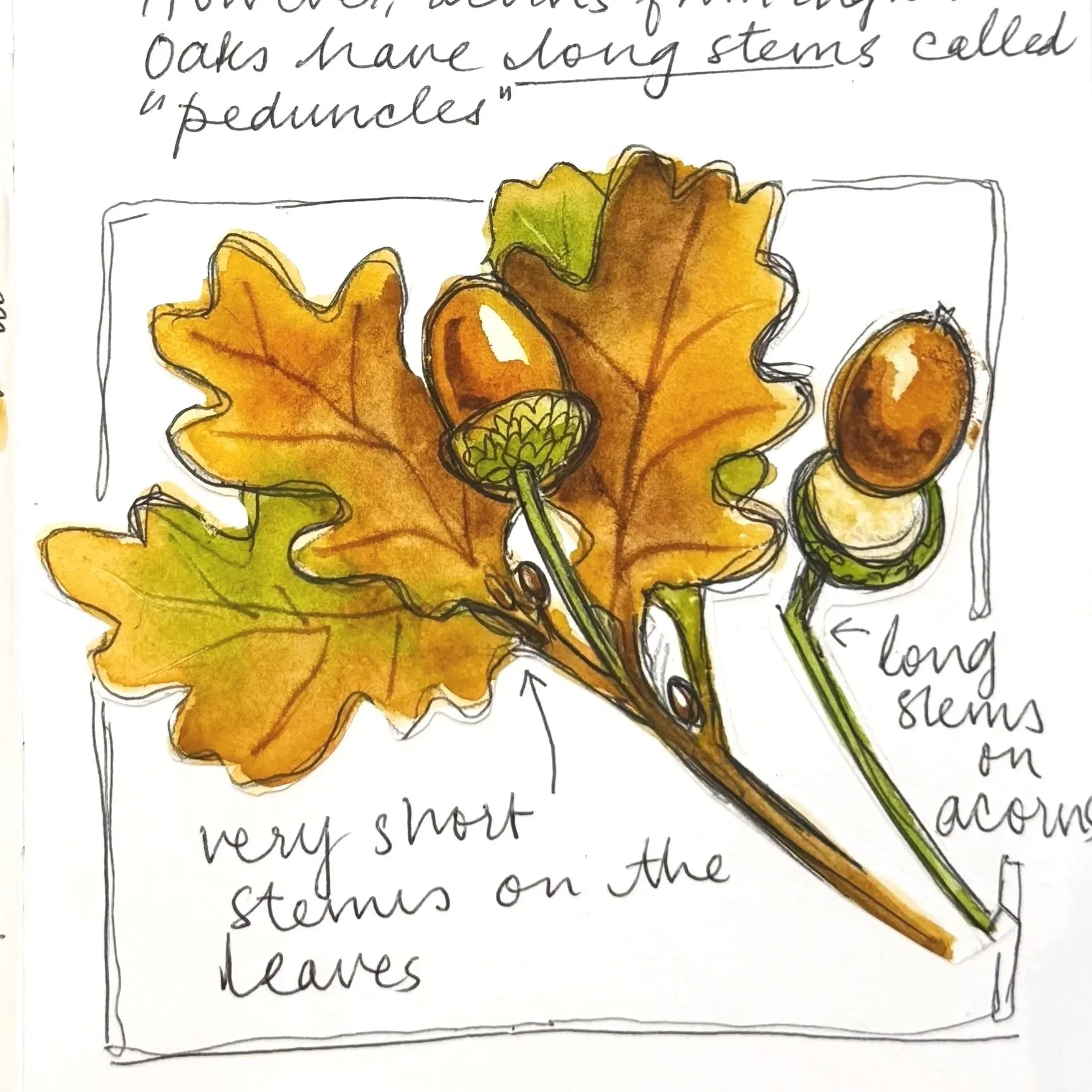 Nature Sketchbooks For Beginners (CORNWALL) £199pp 