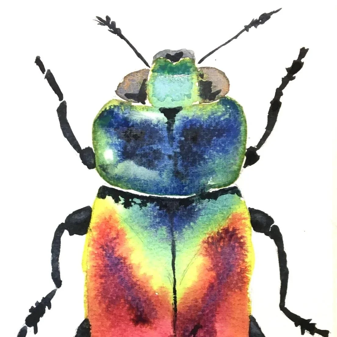 Birds, Butterflies and Beetles Workshop (CORNWALL) £199pp 