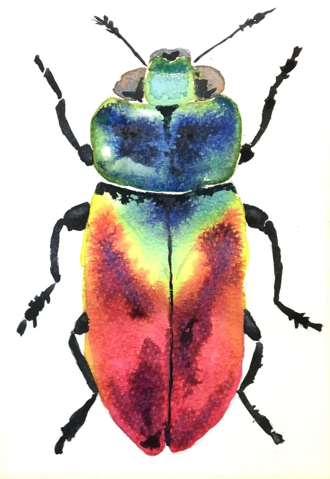 Birds, Beetles and Butterflies Workshop  (Cornwall) Saturday 25 and Sunday 26 April 2026