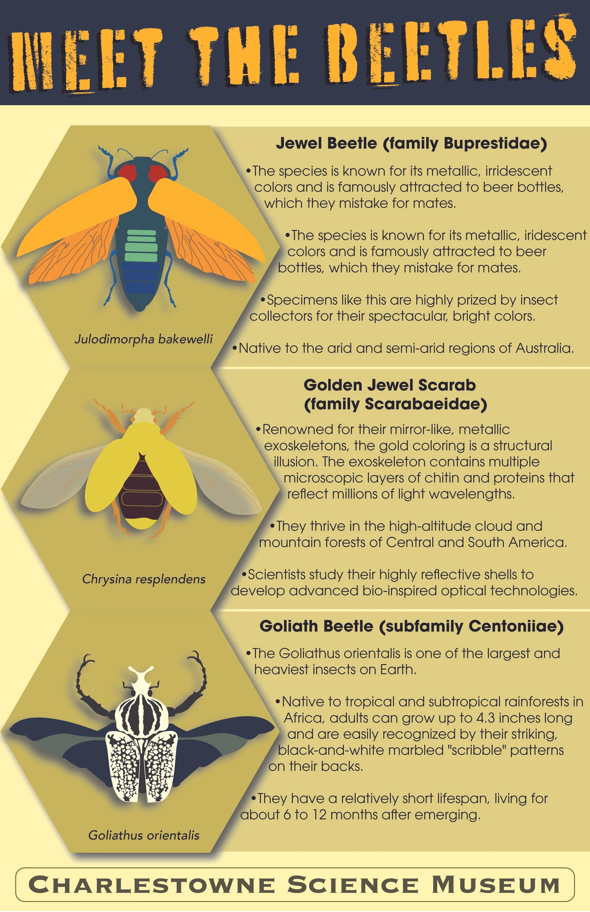 Beetle Info Graphic.jpg