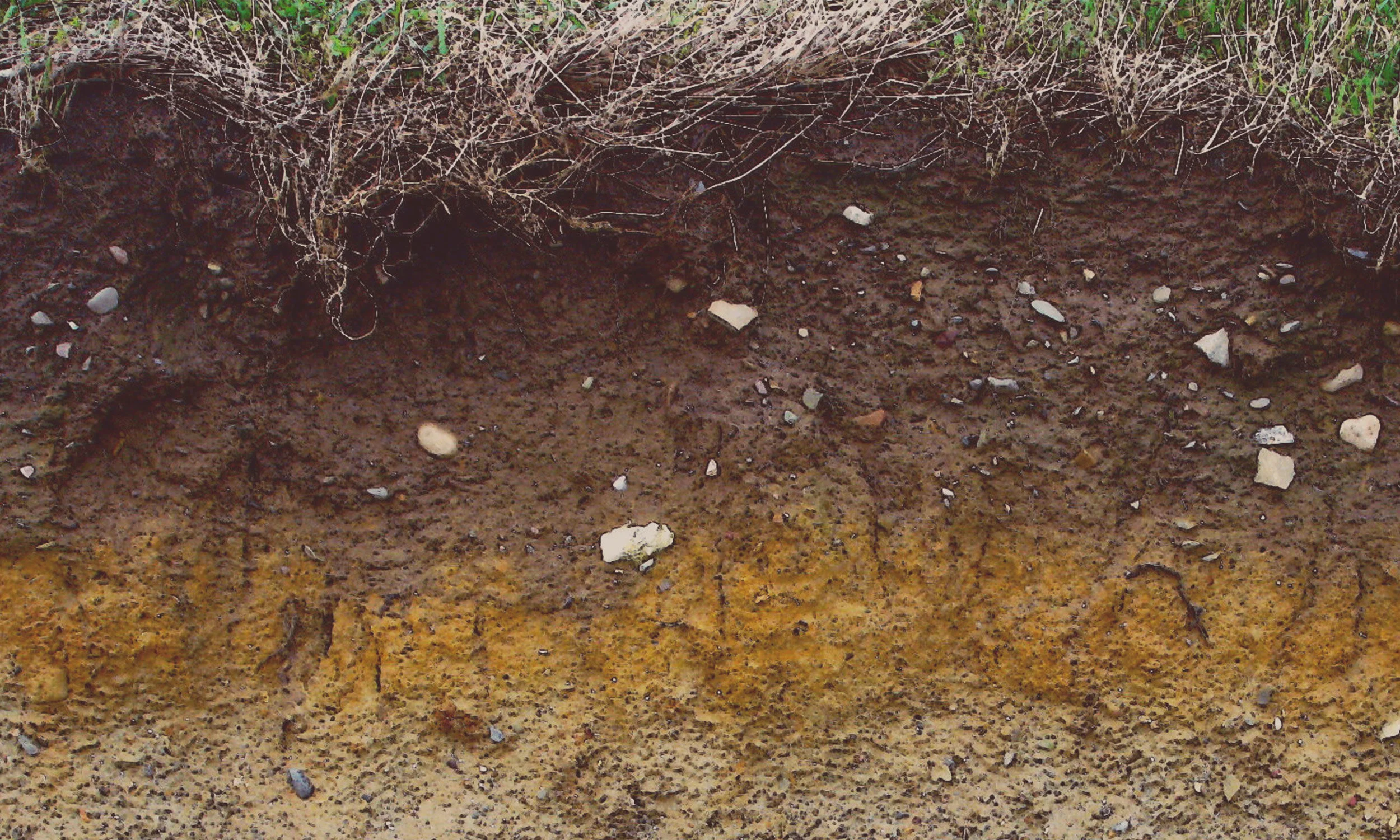 Soil Food Web Analysis