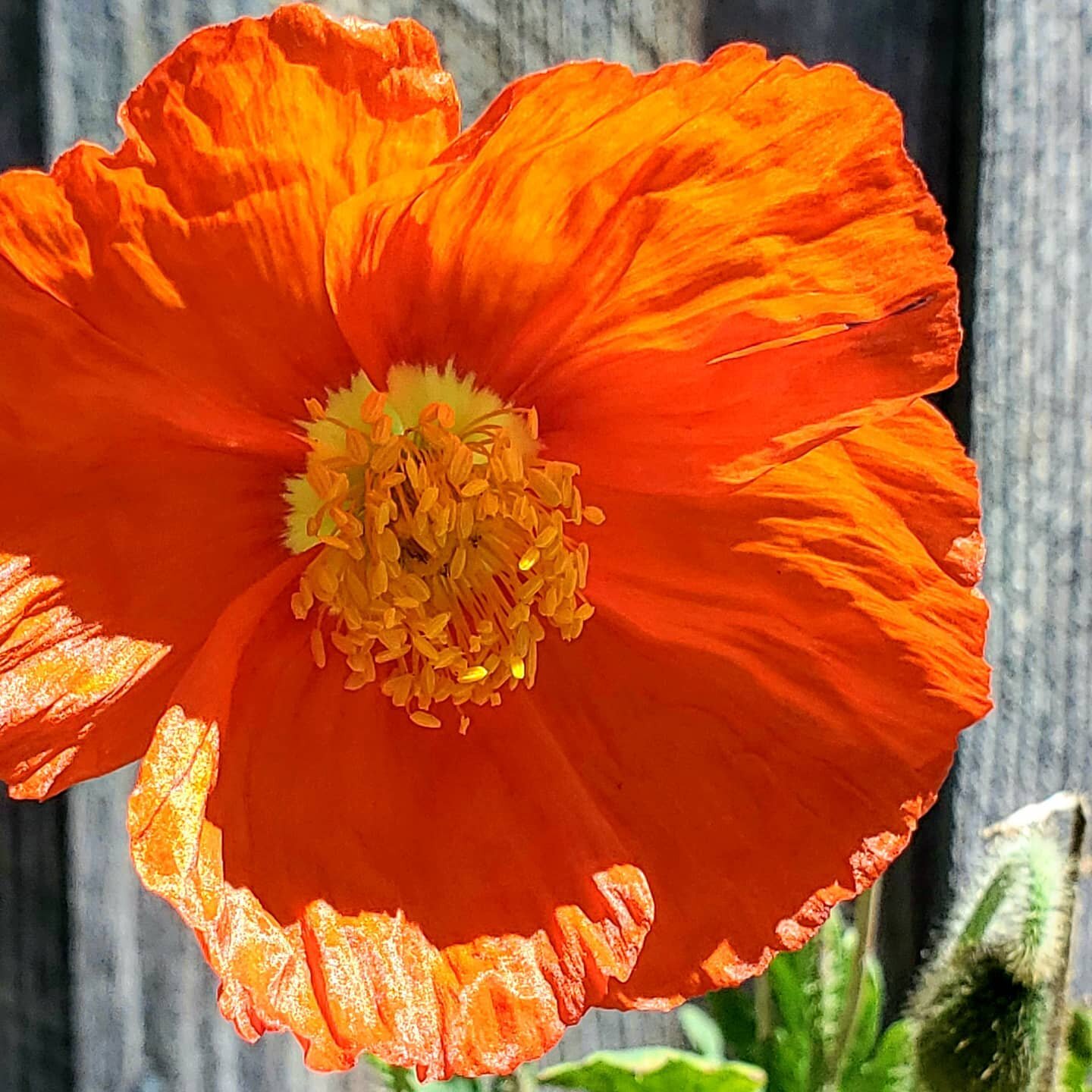 Everyone needs the right environment to thrive. This blossom was the first to bloom after many others fell or withered away. I wasn't giving this plant enough water. When I finally gave her what she needed... more water, she bloomed into a vibrant, b