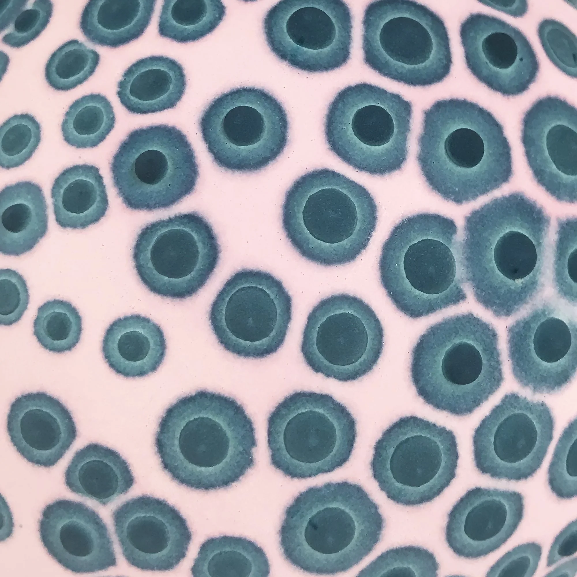 Petri_Pink and Teal_3_web.jpg