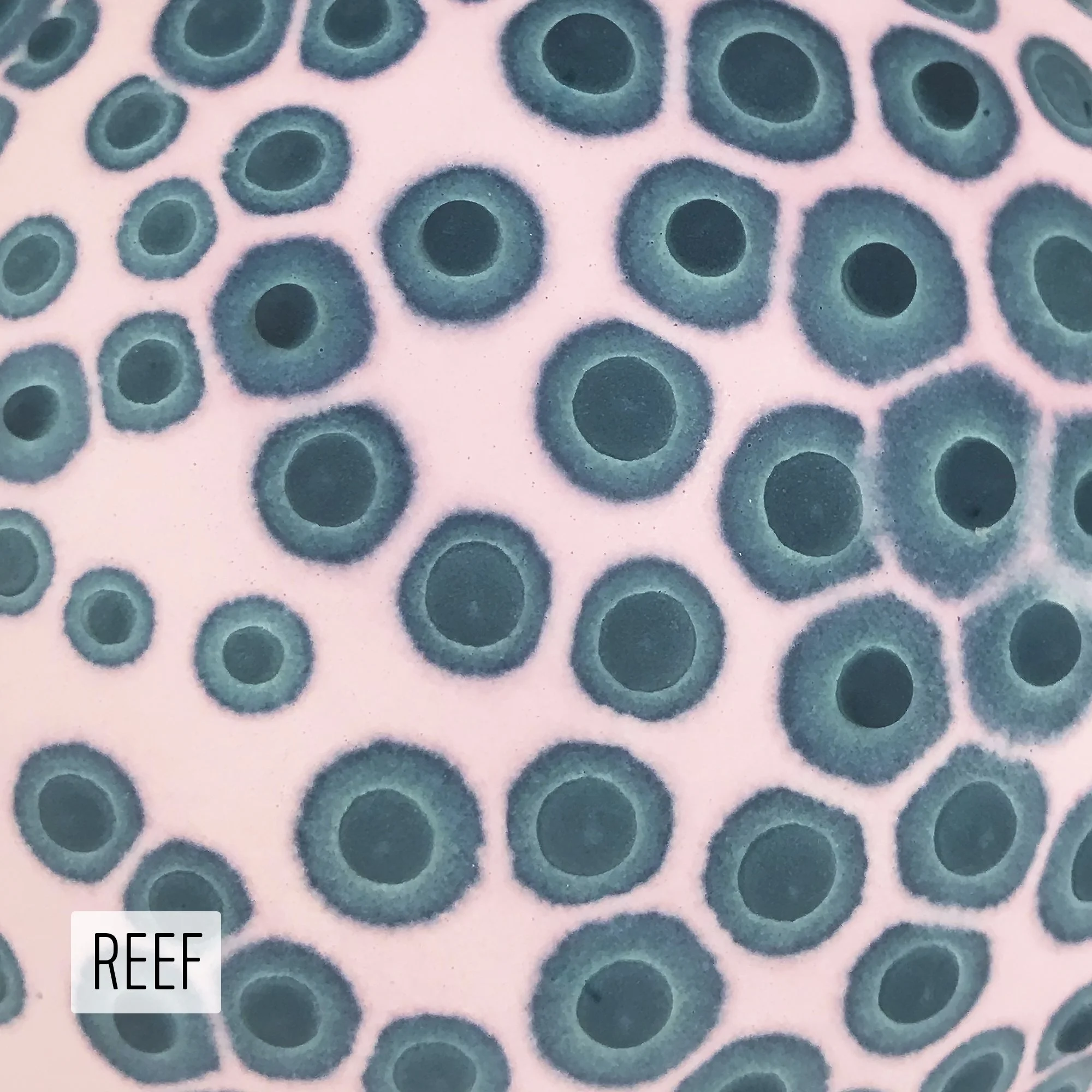 Microbe Colorway_Reef_Caption.jpg