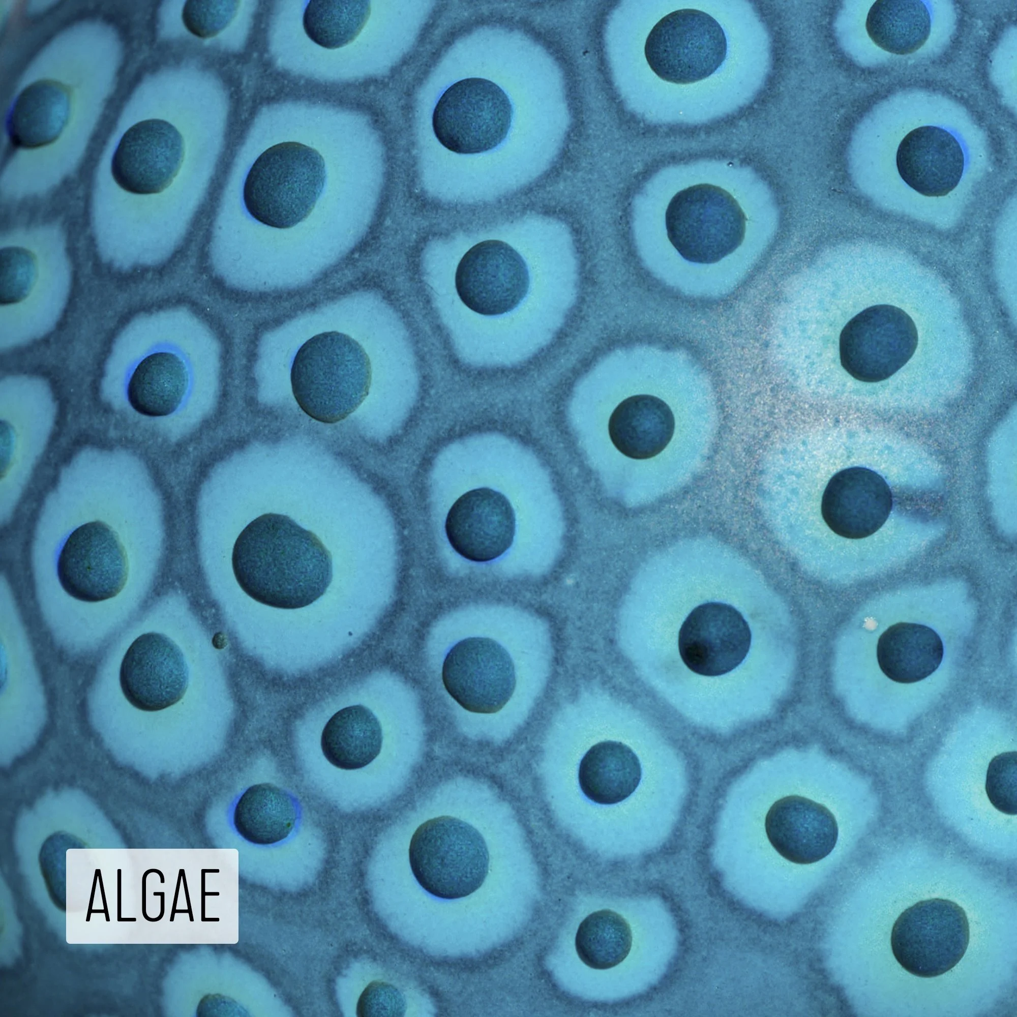 Microbe Colorway_Algae_Caption.jpg