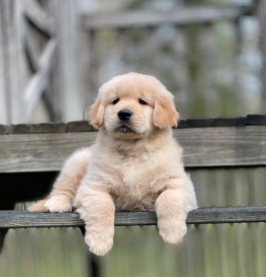 Golden Retriever Puppies Gch Ch Elkcreek Tag Up Score