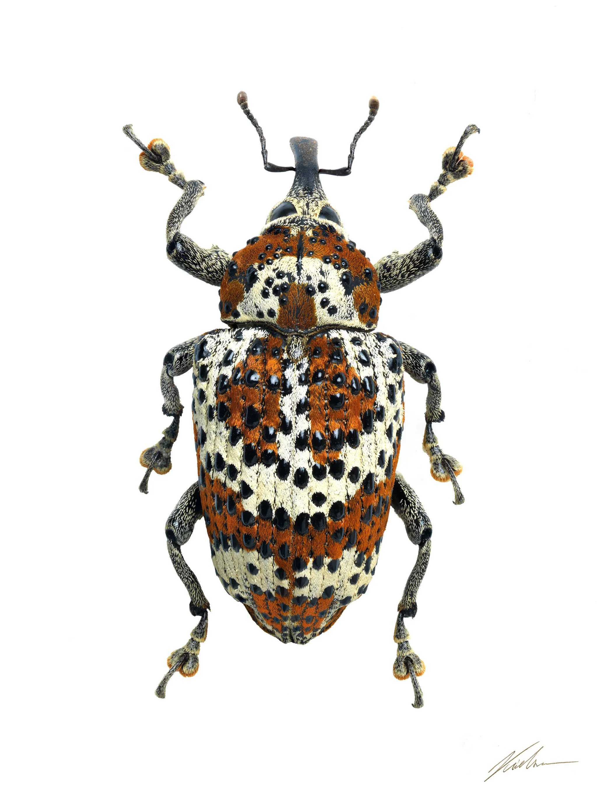 Cratosomus roddami