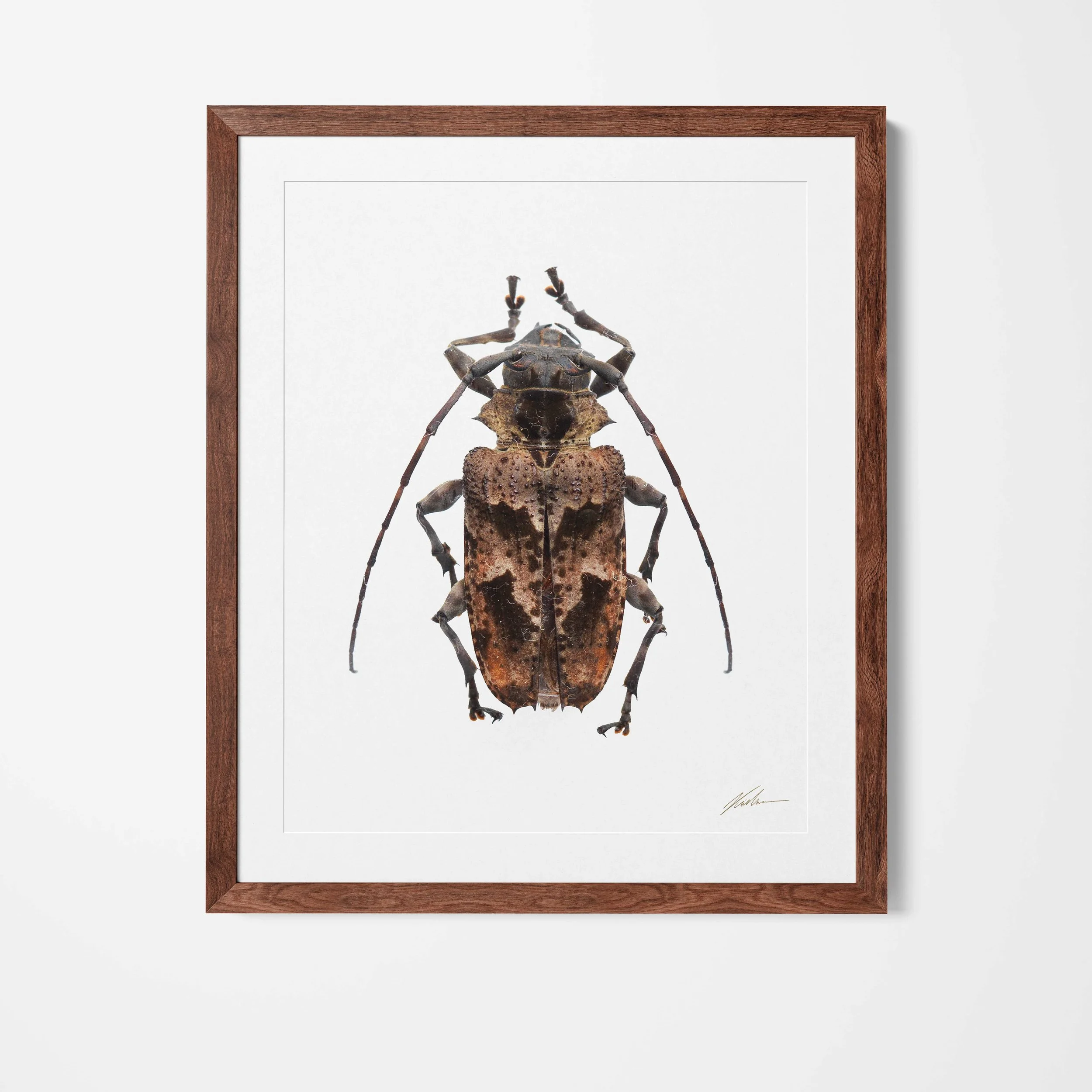 Framed.jpg