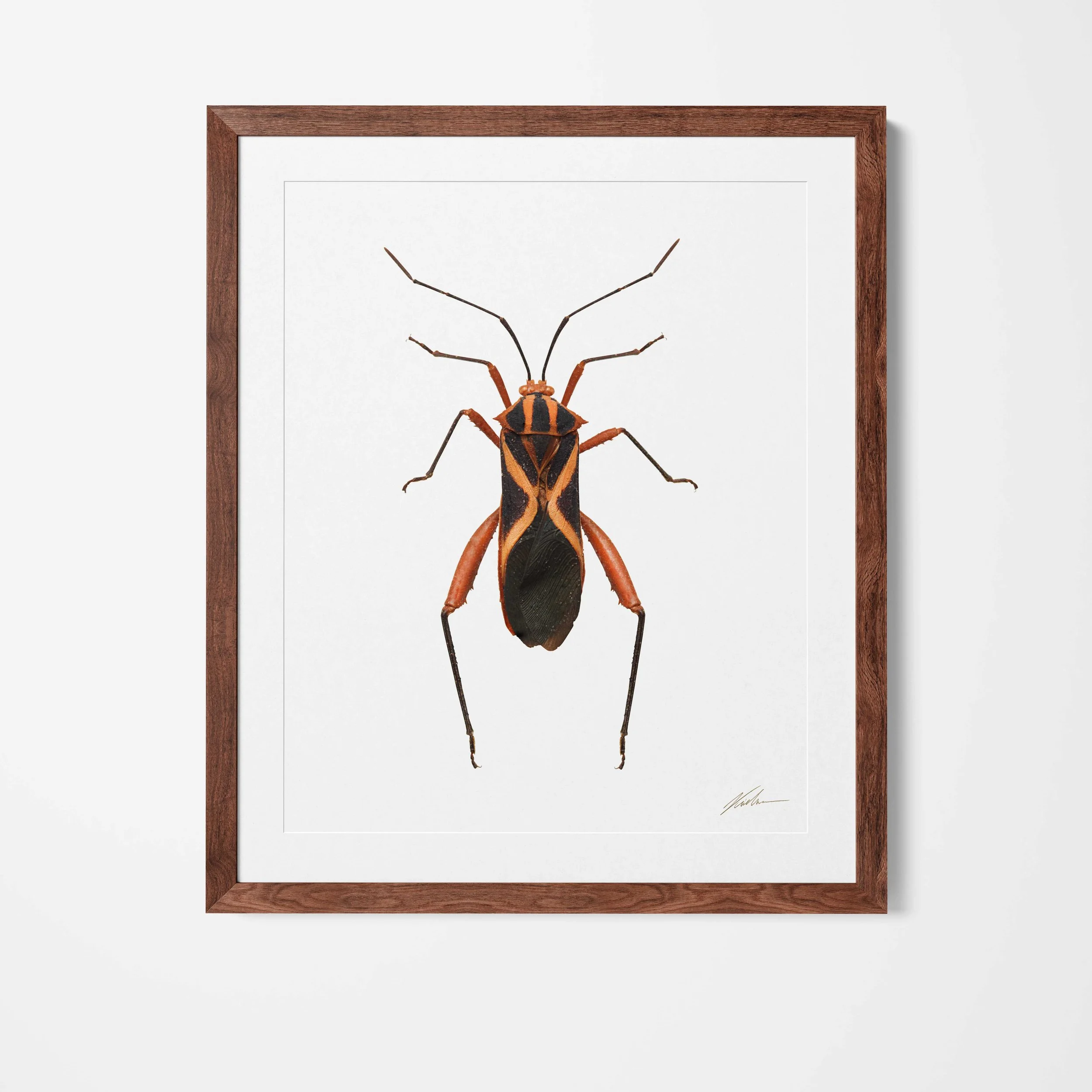 framed.jpg