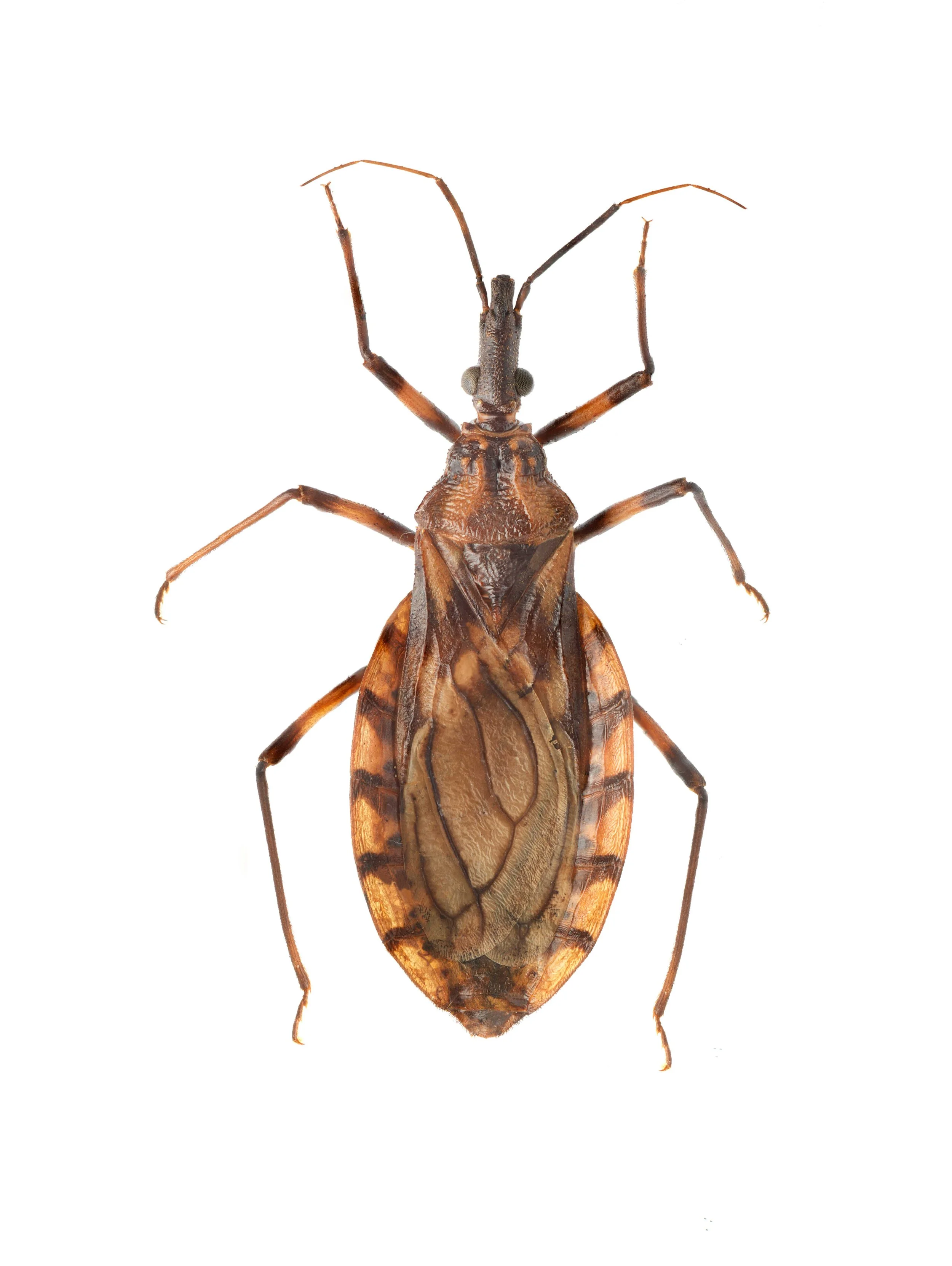 Triatoma brasiliensis