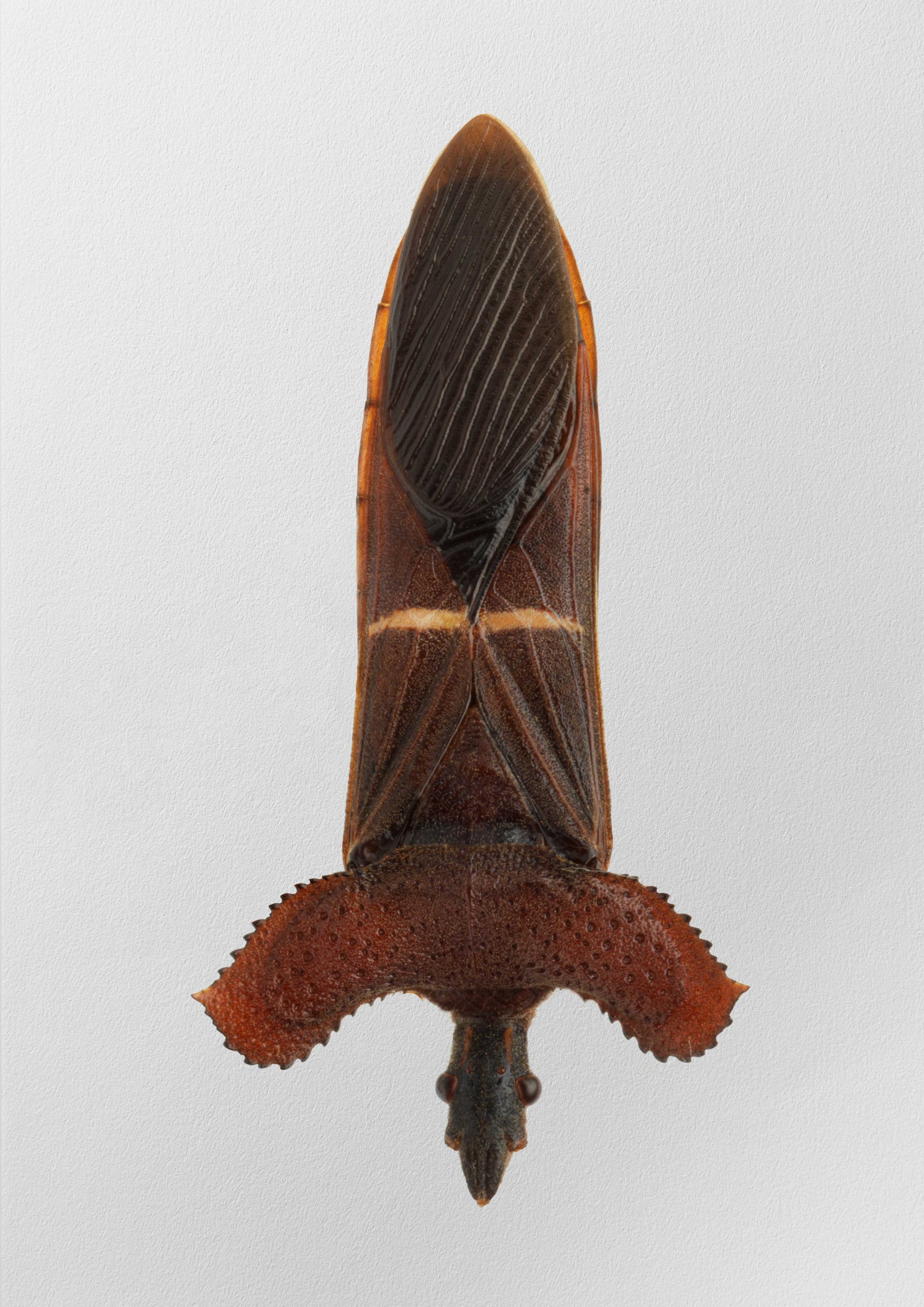 Maskharah_01