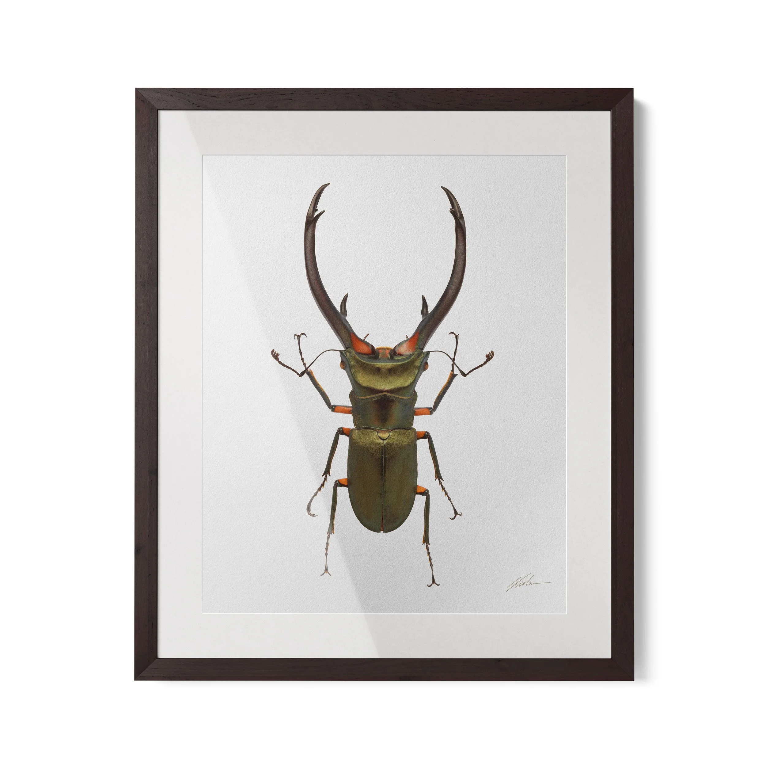 Cyclommatus | Rio de Janeiro, Brasil, 2023