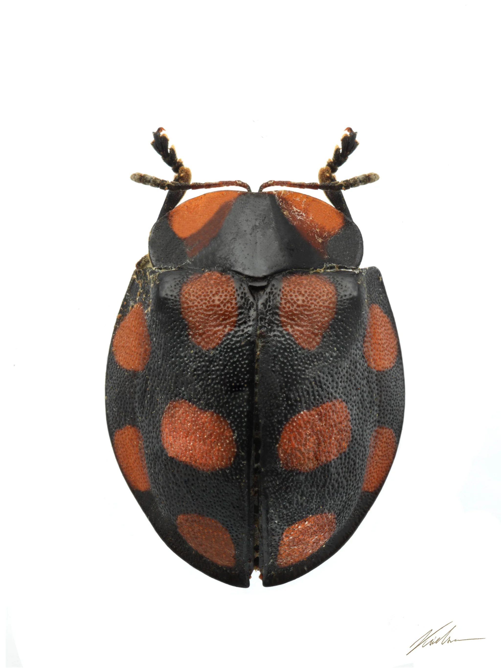 Botanochara decempustulata