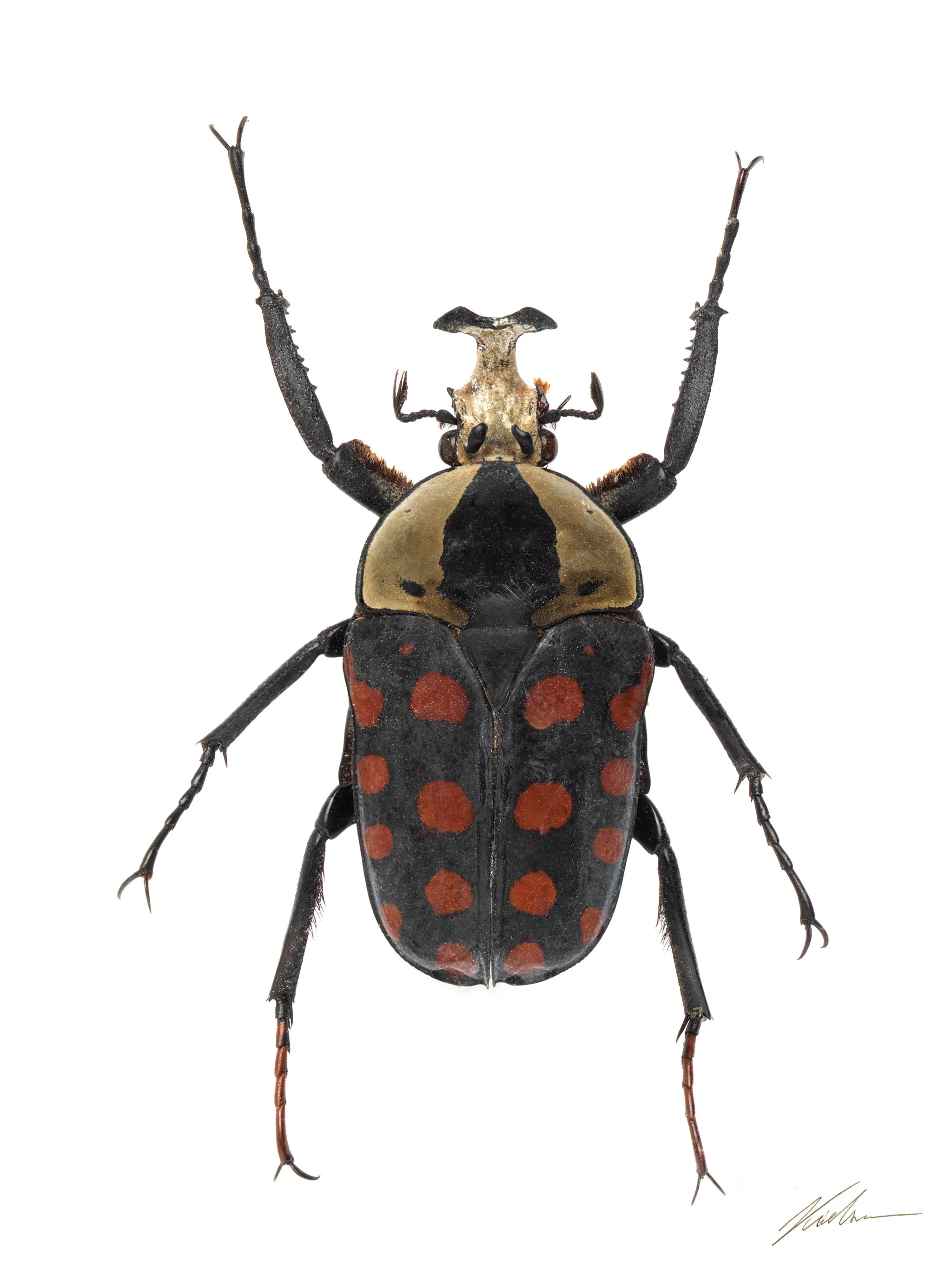 Mecynorhina passerinii