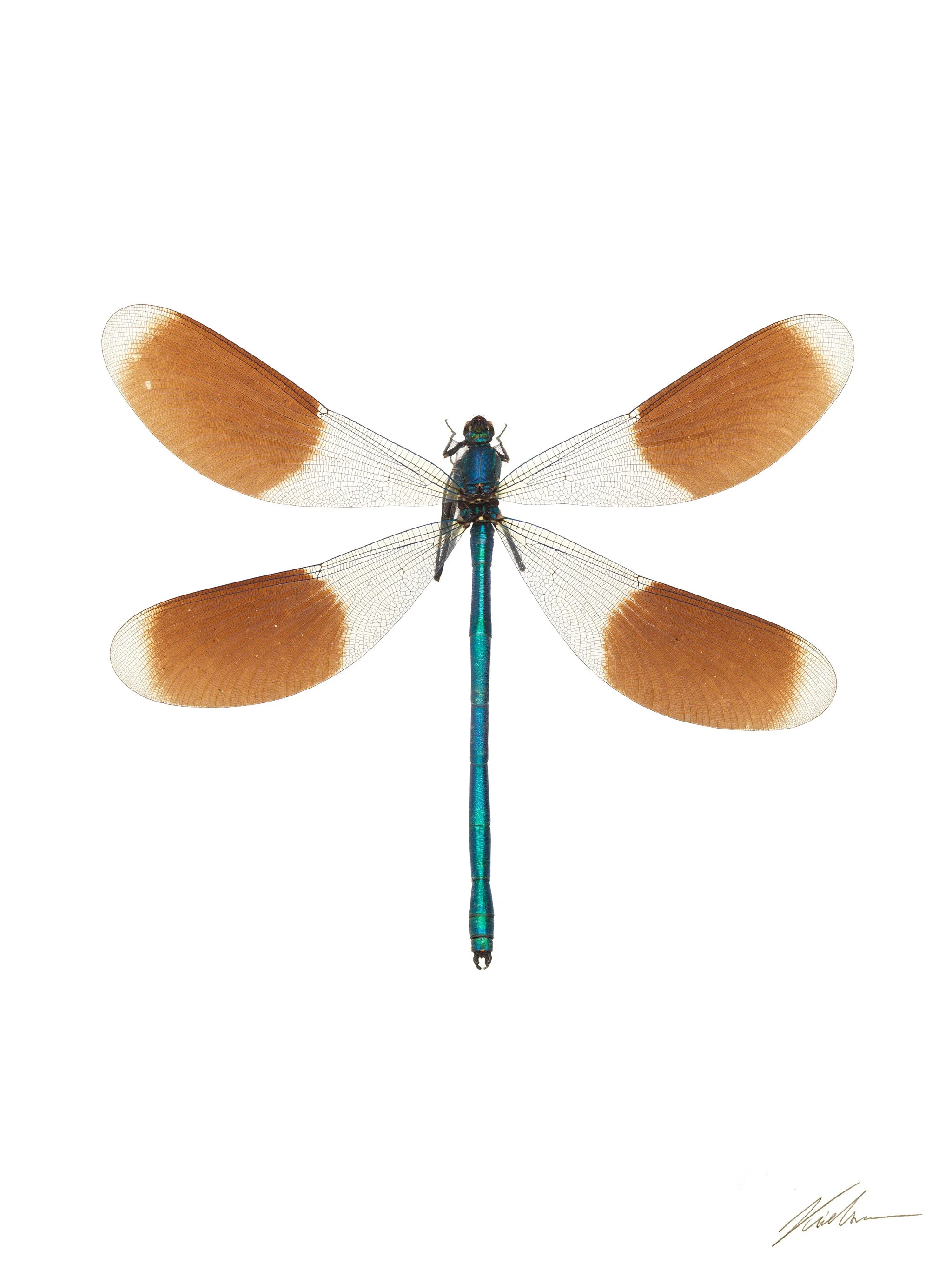Calopteryx splendens