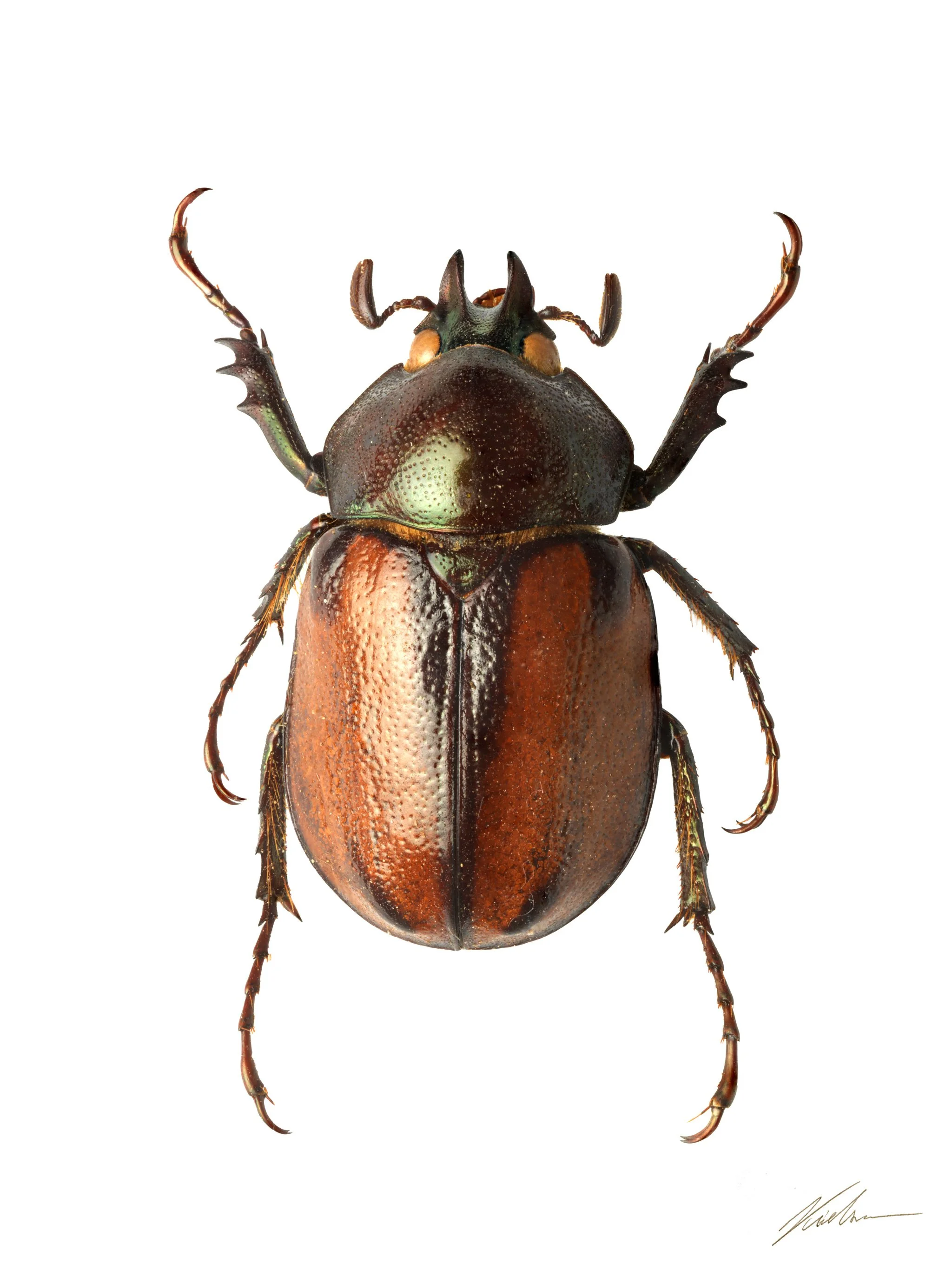 Agaocephala duponti