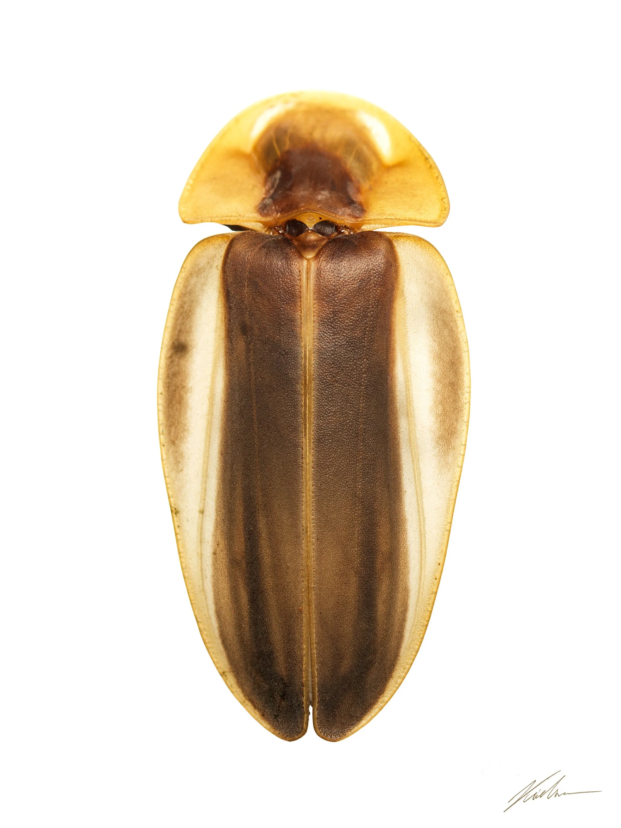Cratomorphus cossyphus