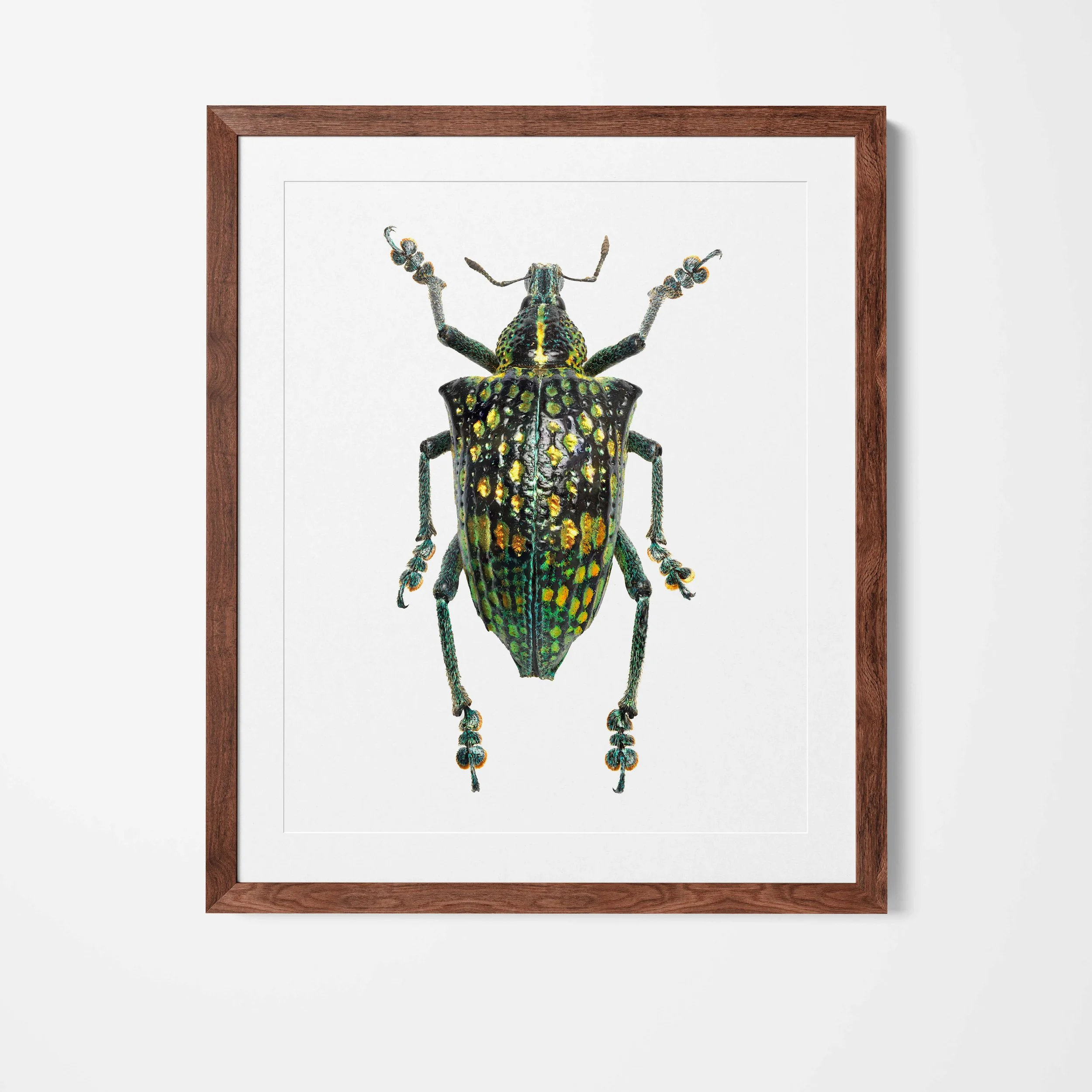 Ebimus_Framed.jpg