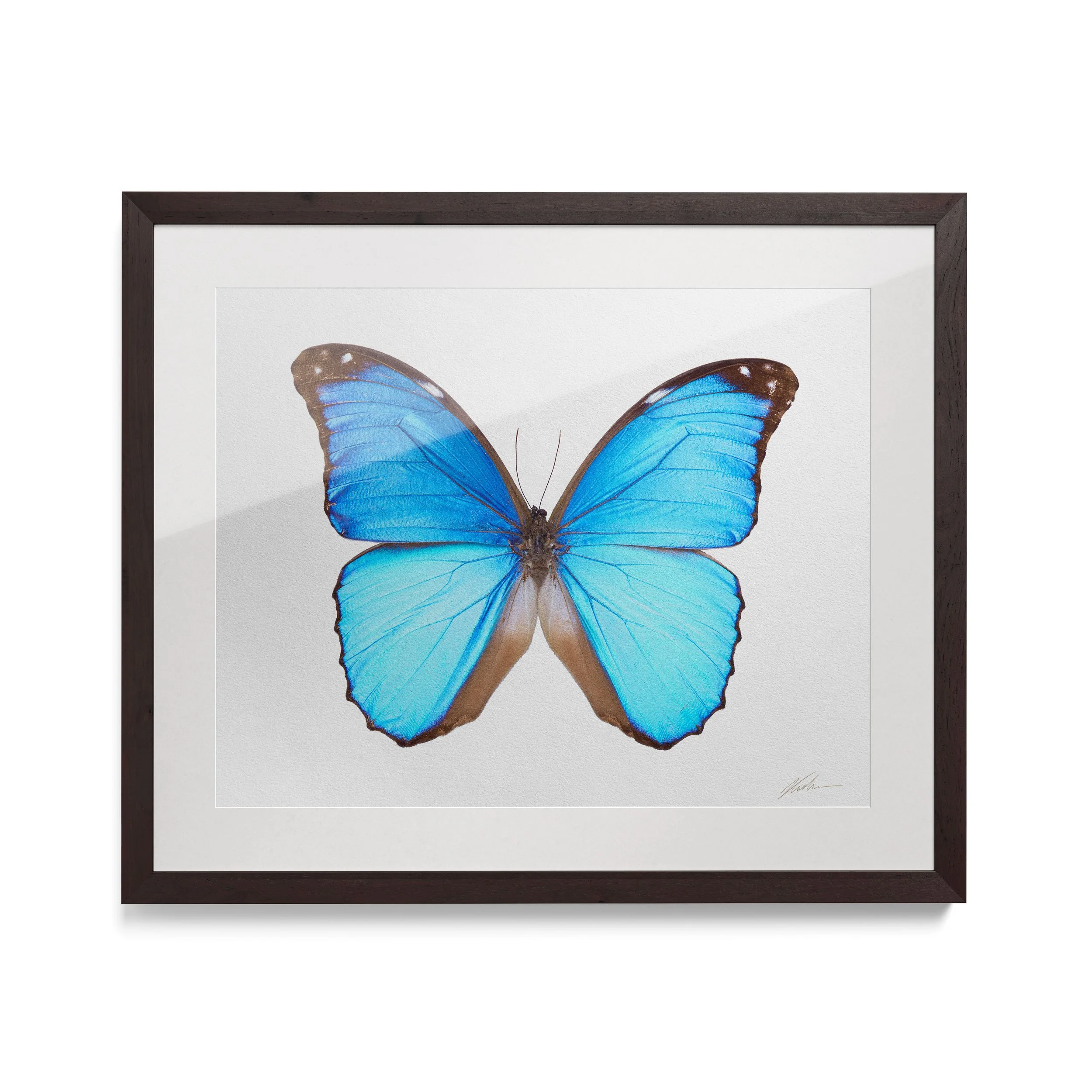 Morpho Aurora Aurela | Liege, Bélgica, 2015