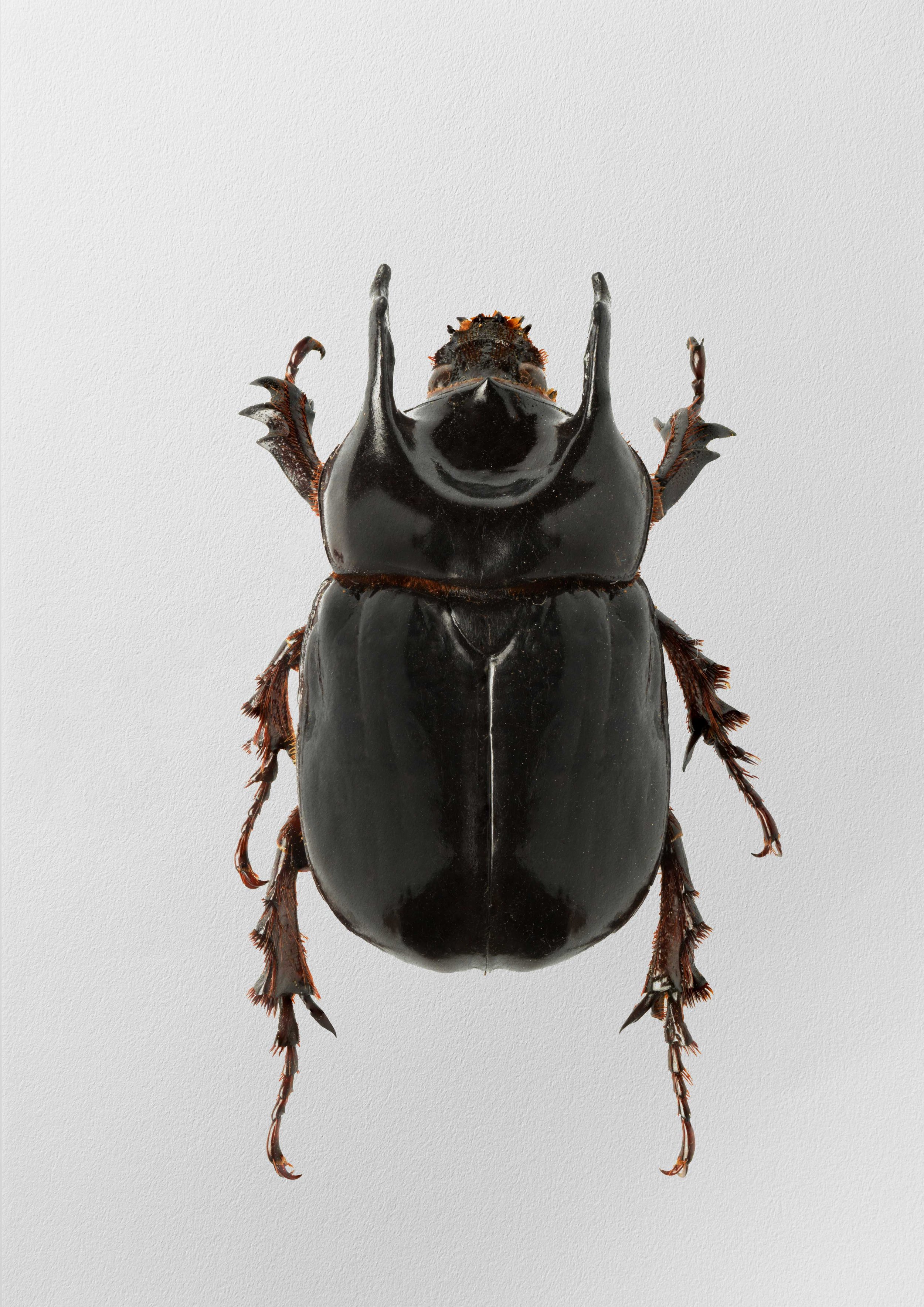 Bothynus entellus