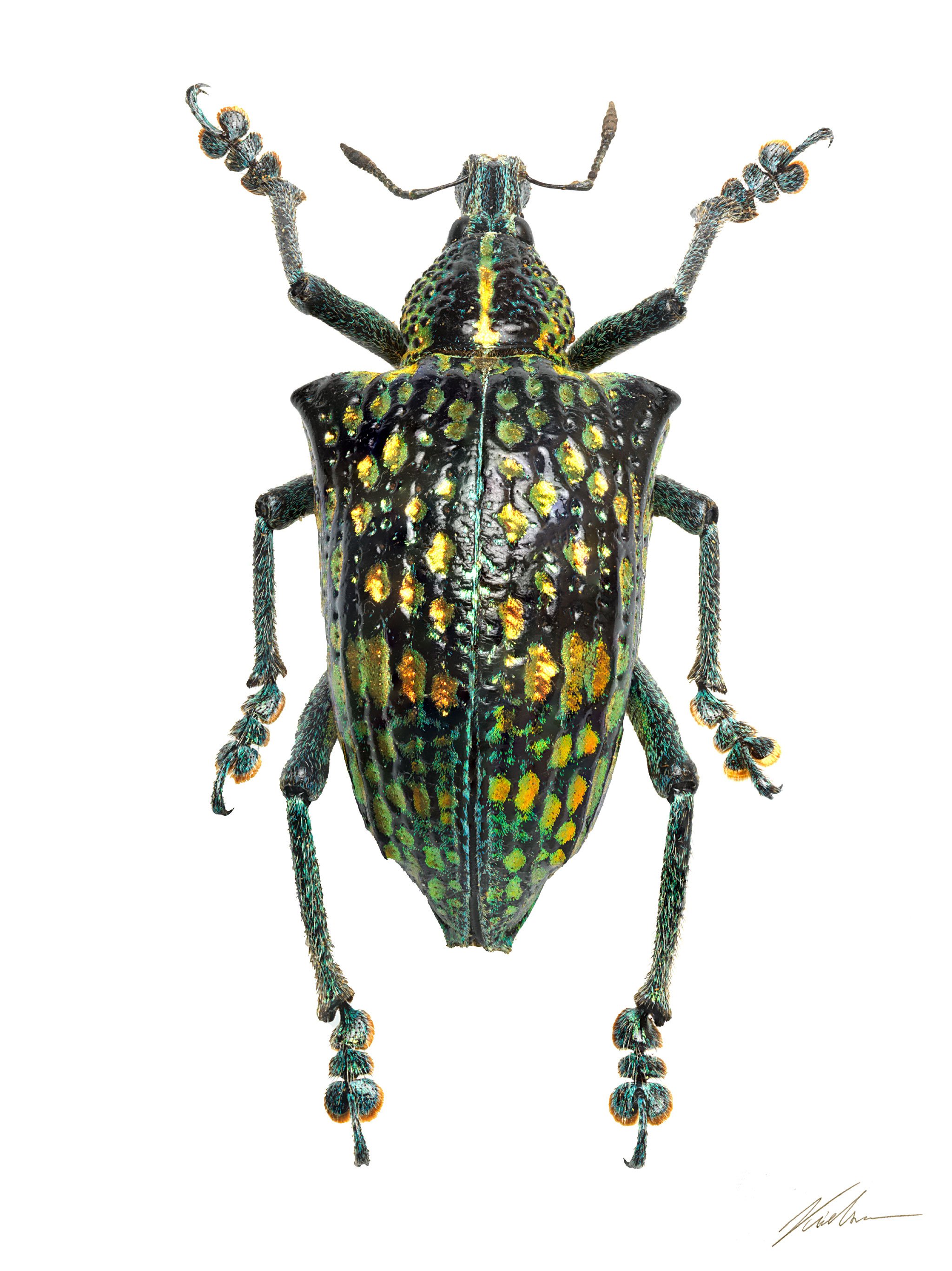 Ebtimus fastuosus