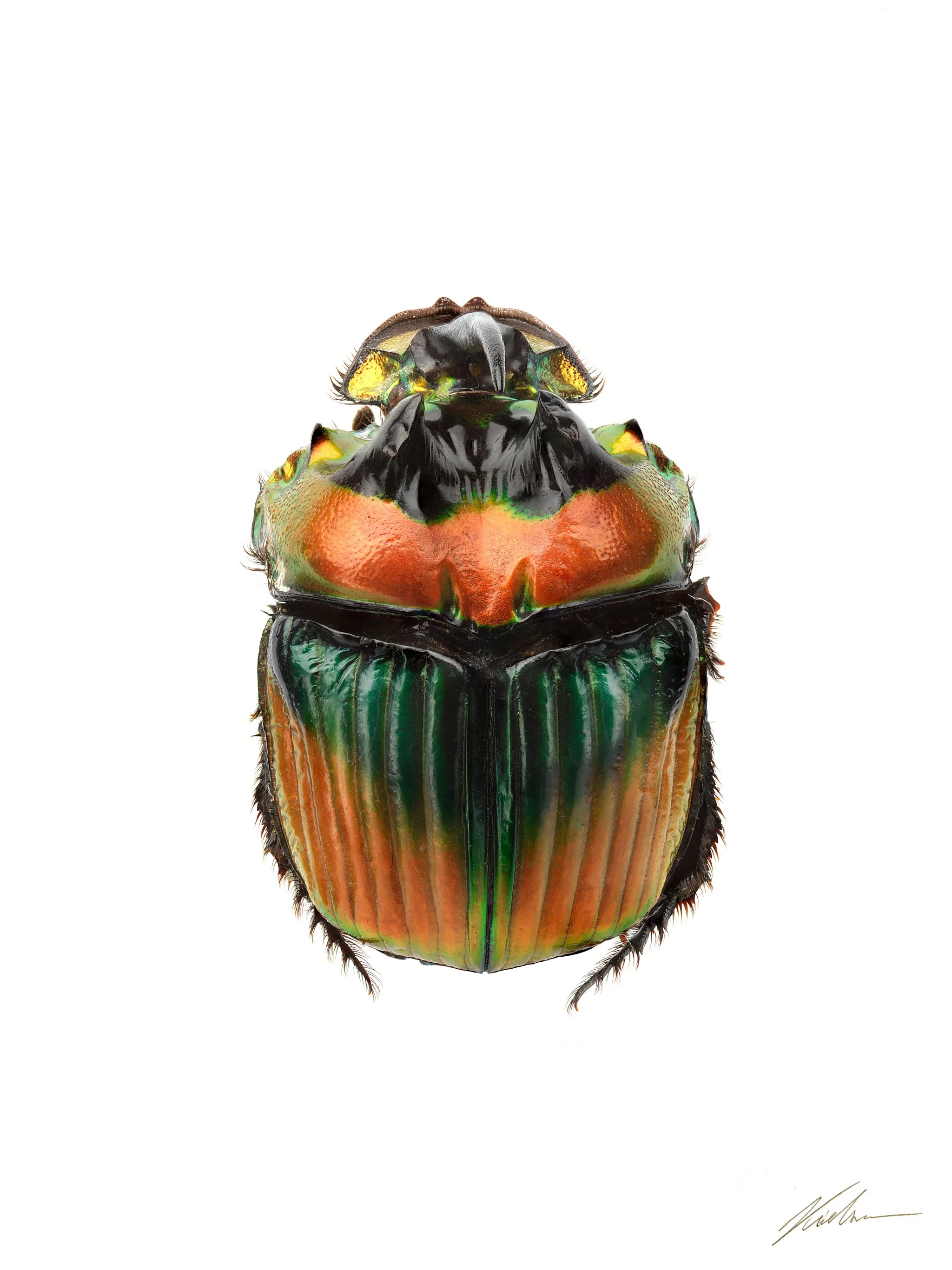Phanaeus imperator