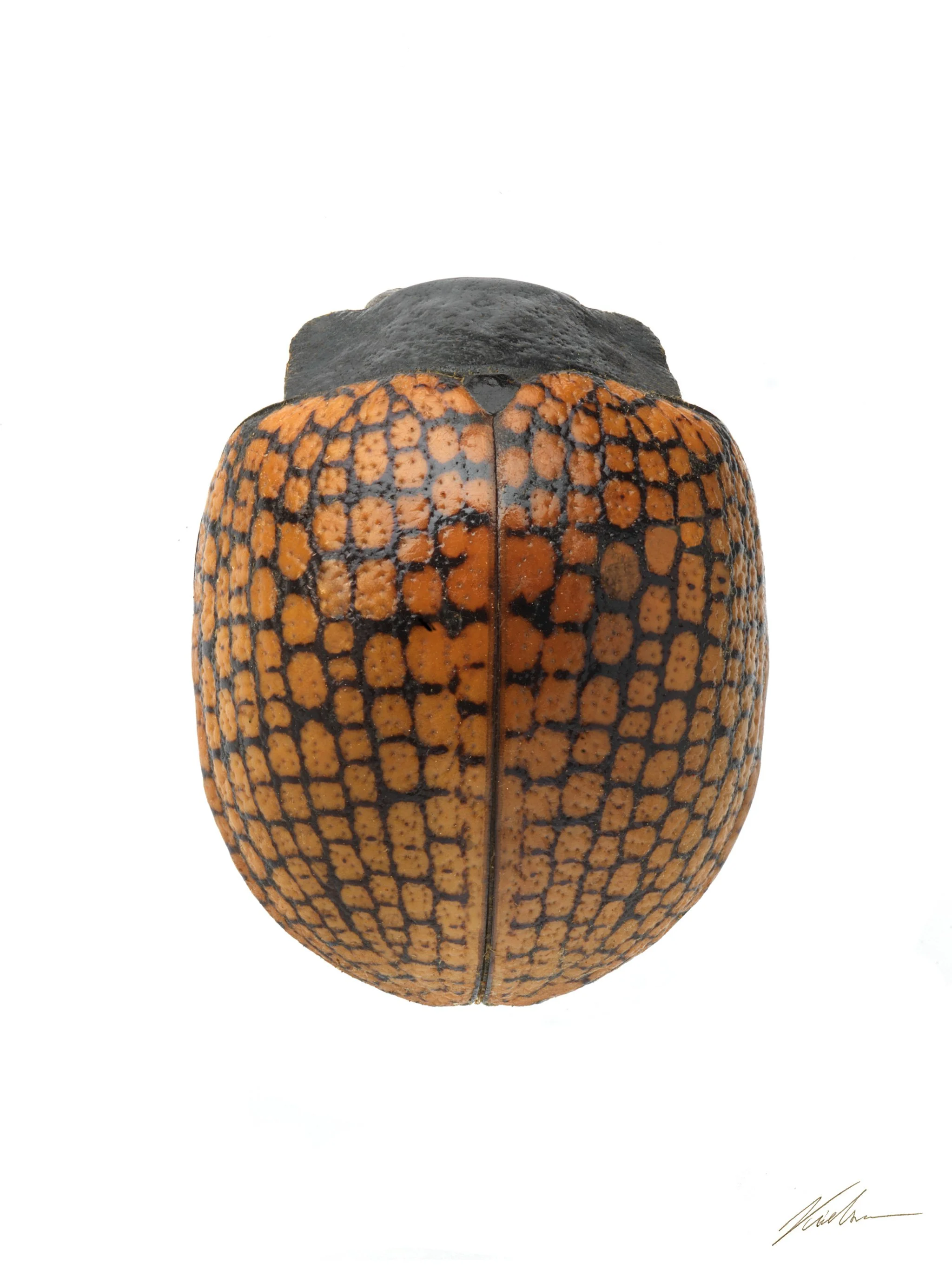 Doryphora reticulata