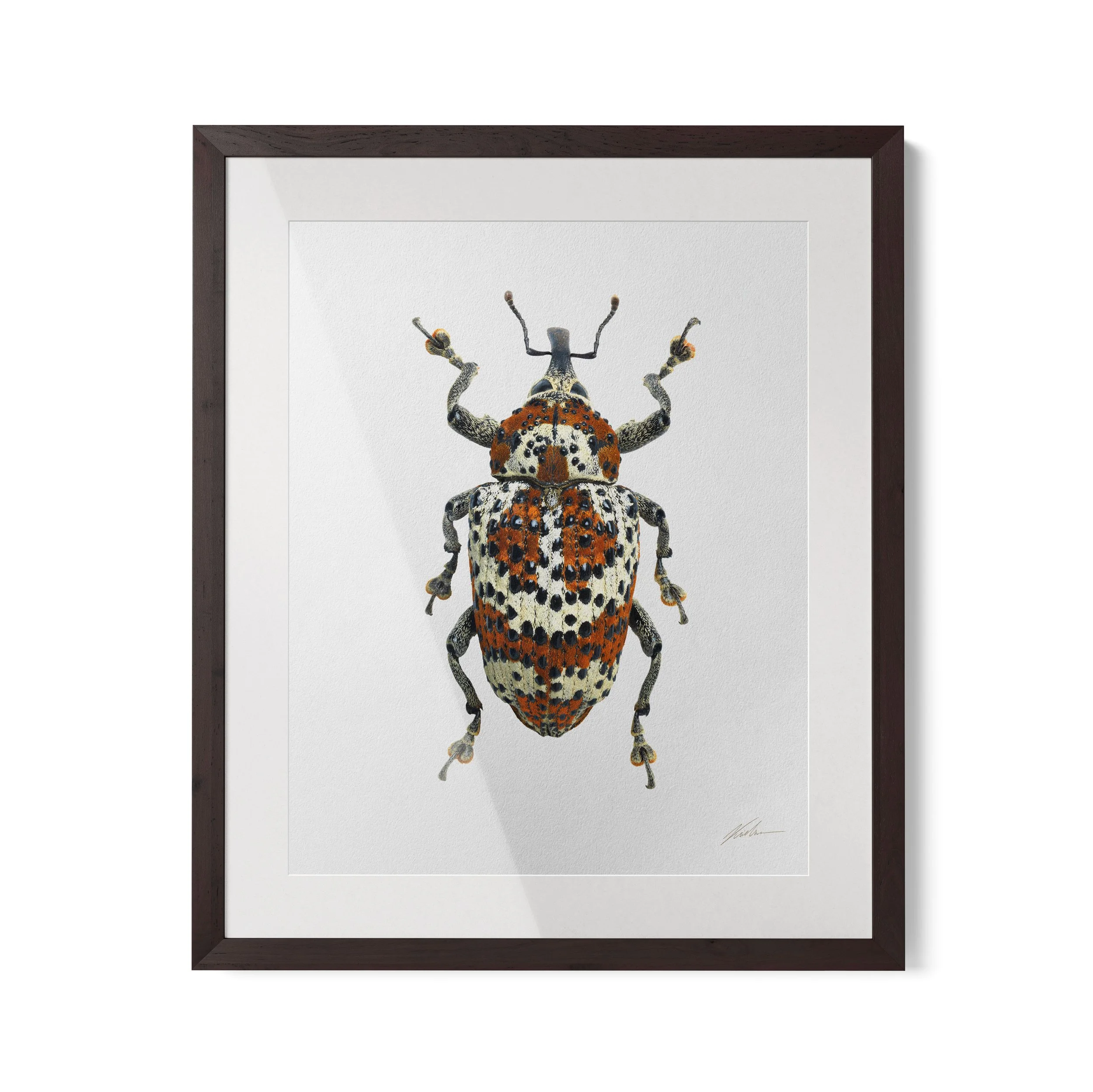 Cratosomus roddami | Rio de Janeiro, Brasil 2022