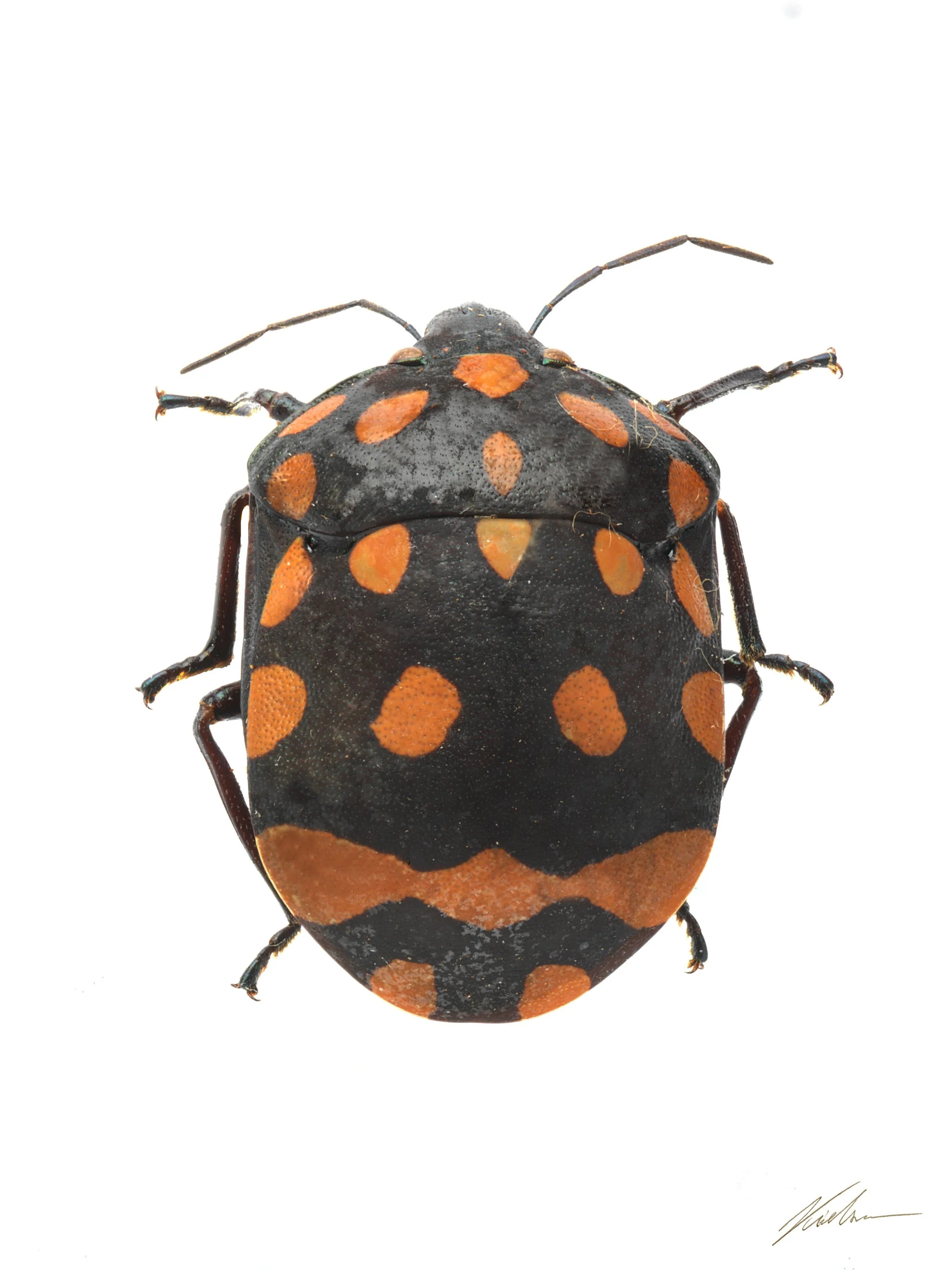 Pachycoris torridus