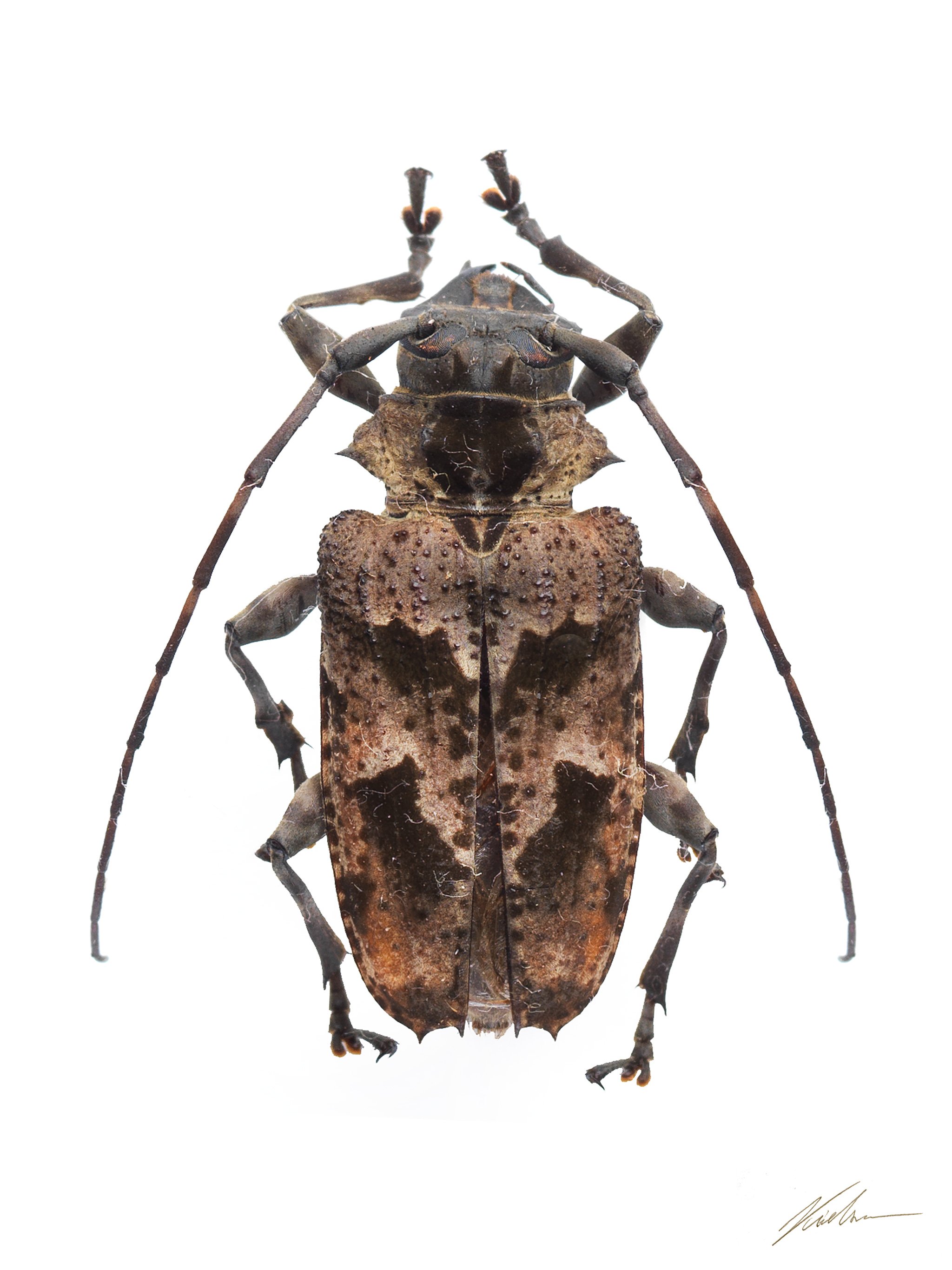 Dryoctenes scrupulosus