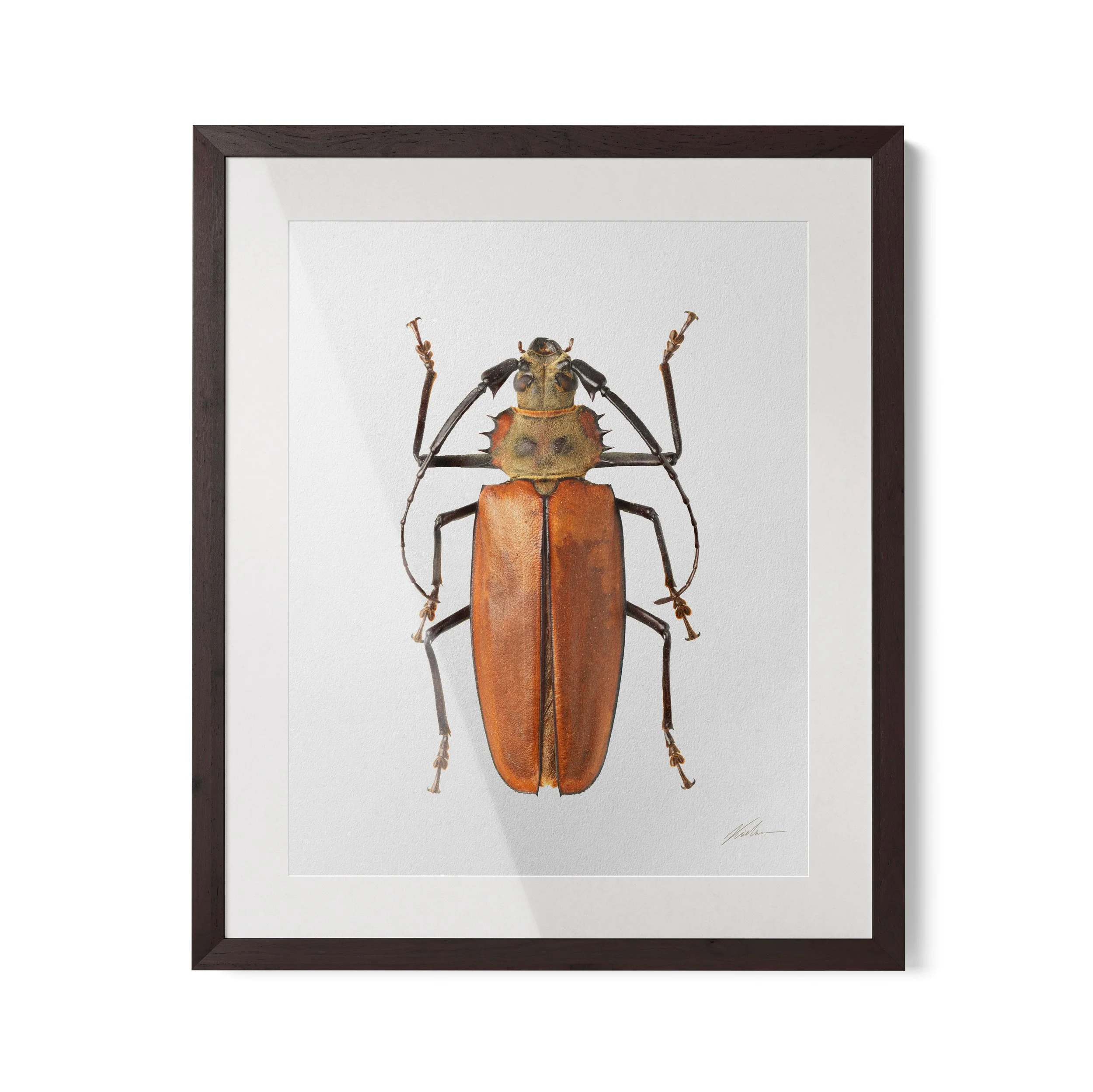 Enoplocerus armillatus | Rio de Janeiro, Brasil 2023