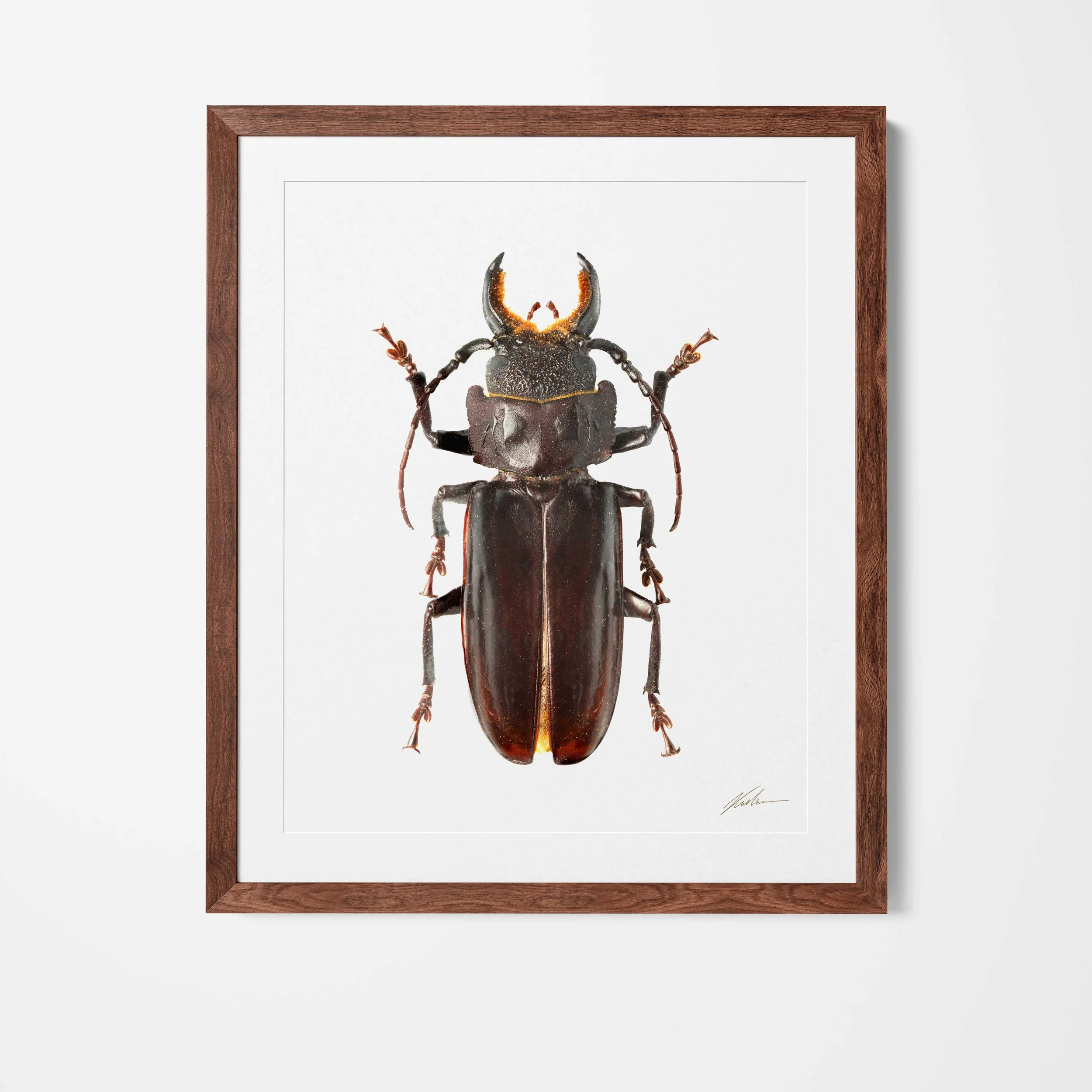 Framed.jpg