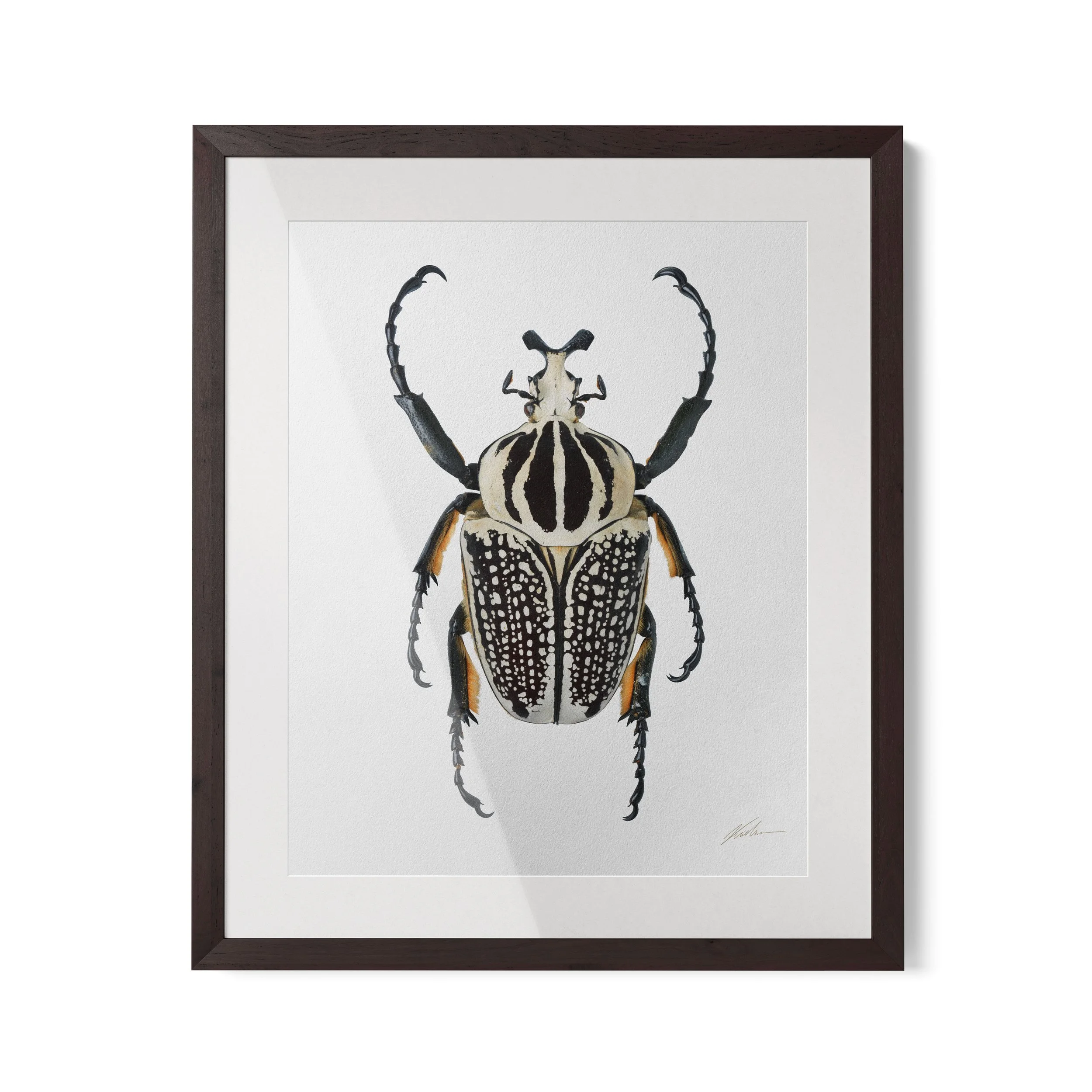 Goliathus meleagris | Angola, 2015