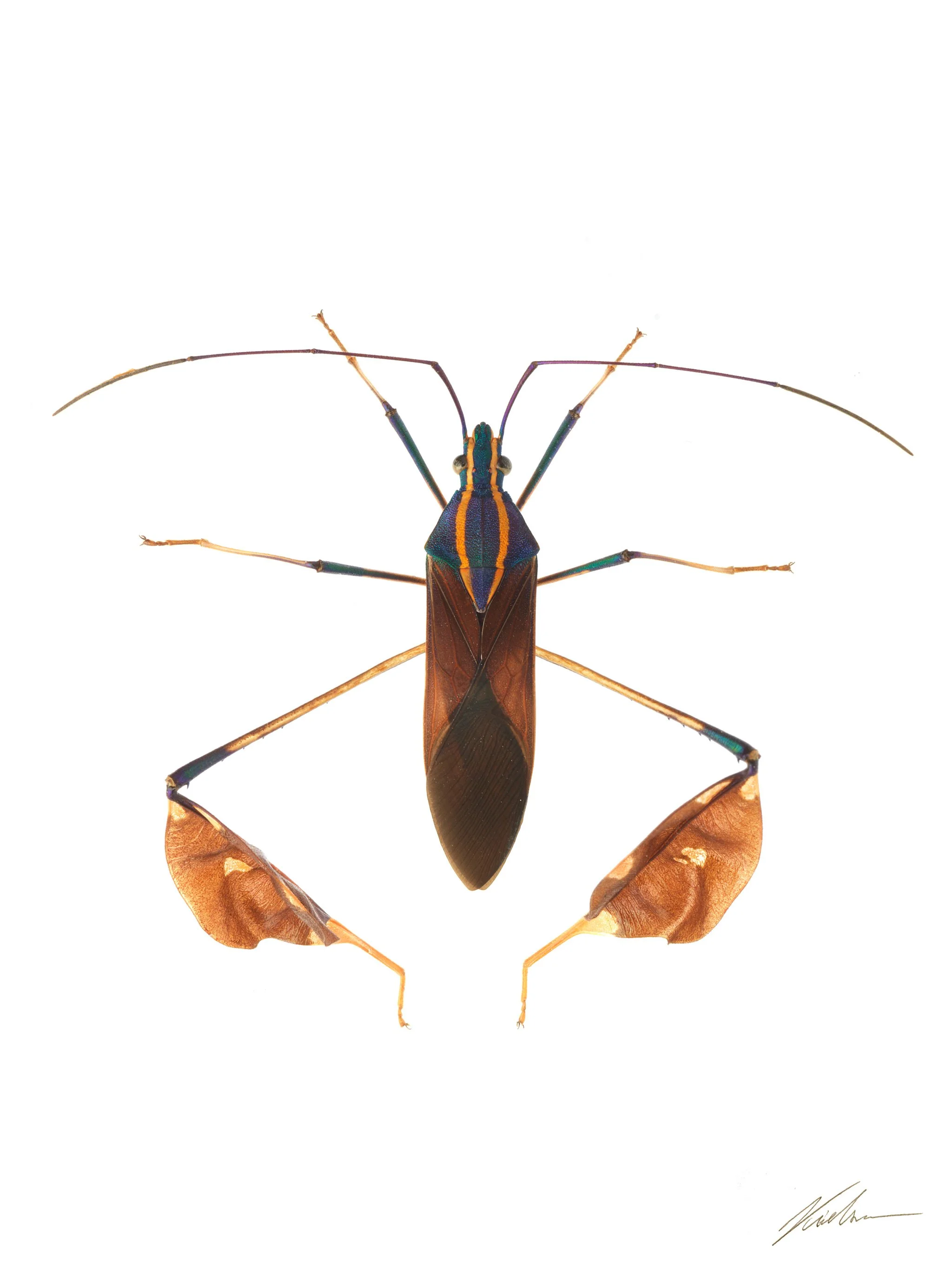 Diactor bilineatus