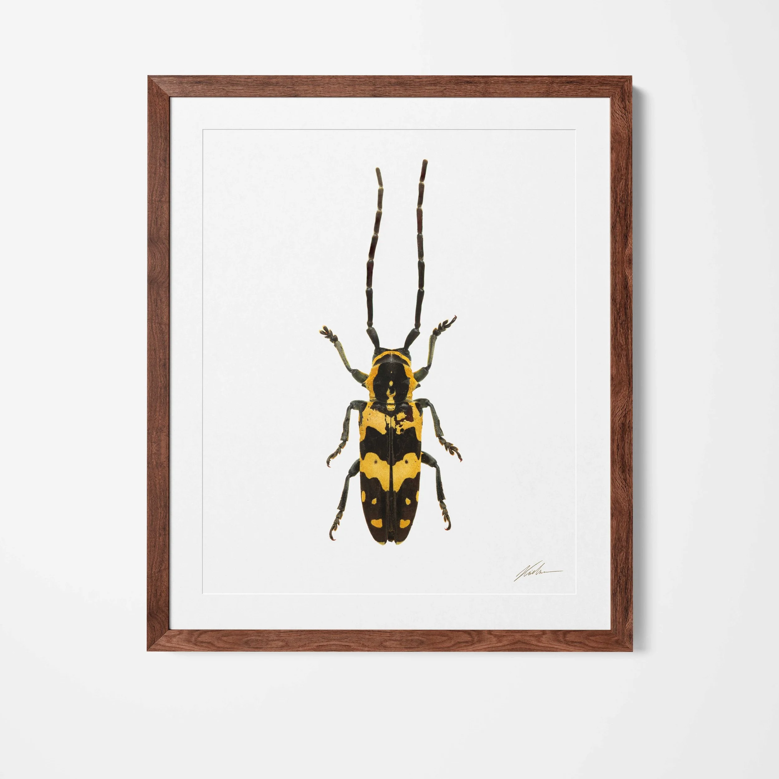 Framed.jpg