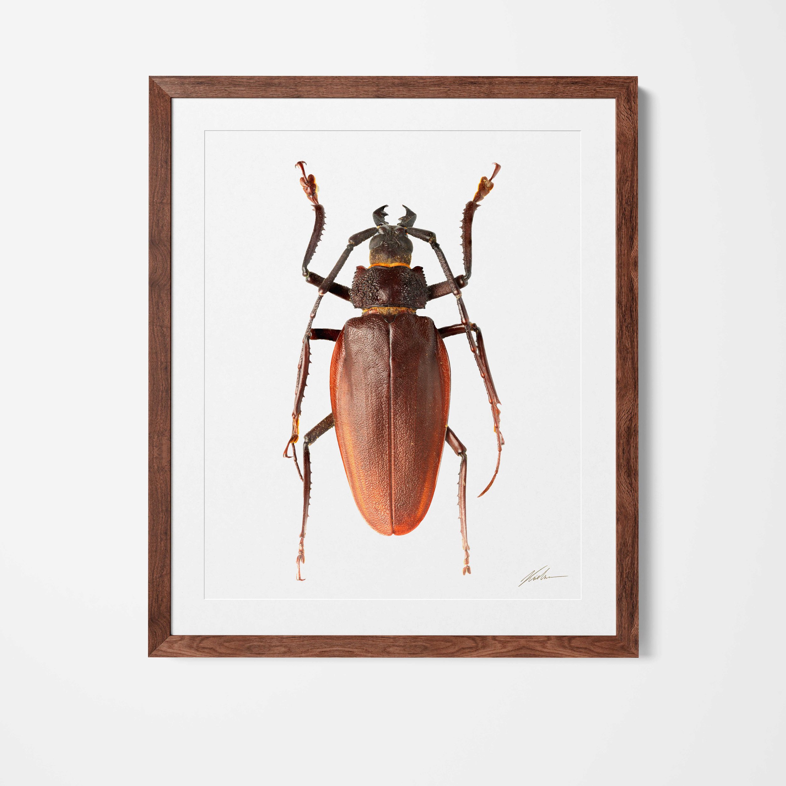 framed.jpg