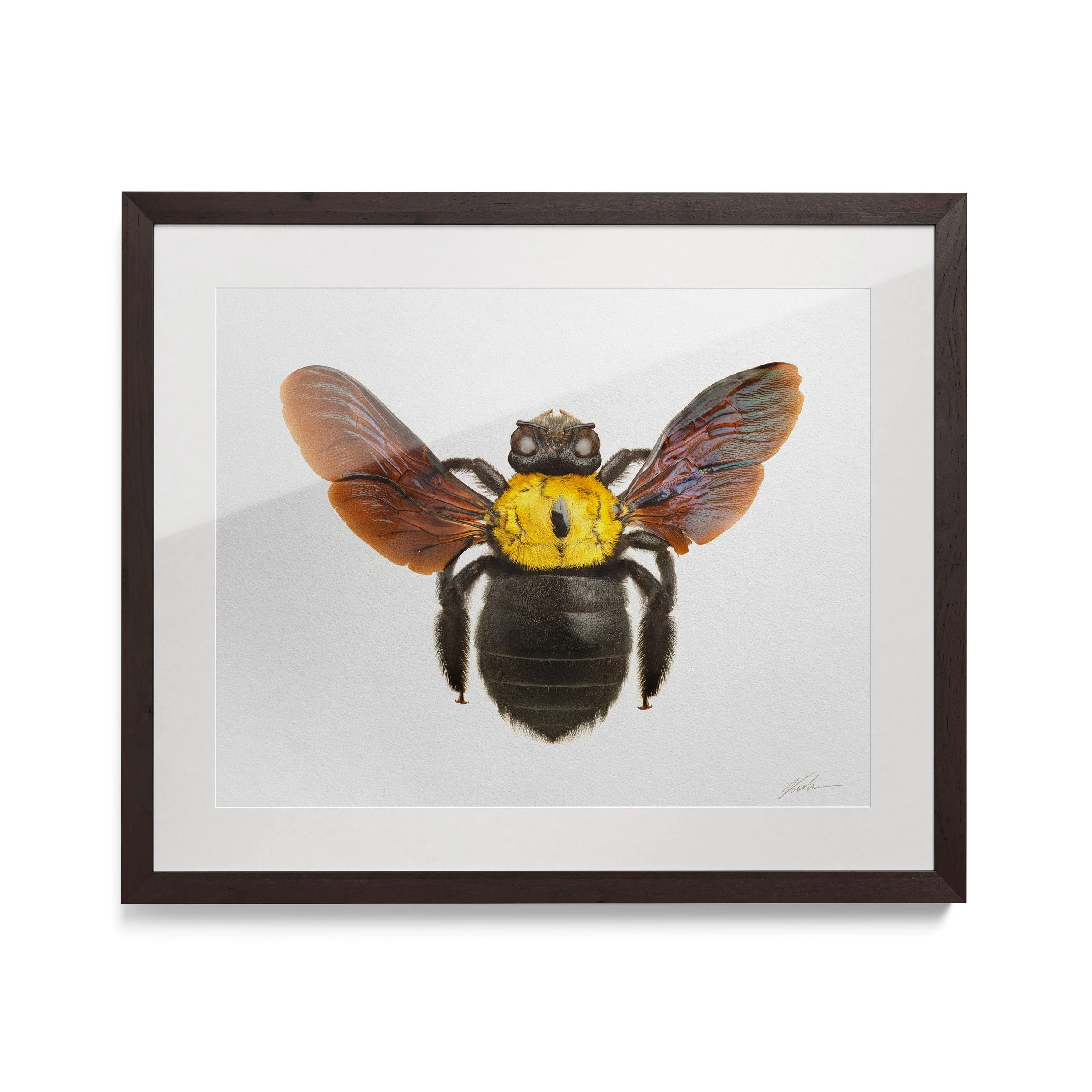 Xylocopa-aestuans_framed.jpg
