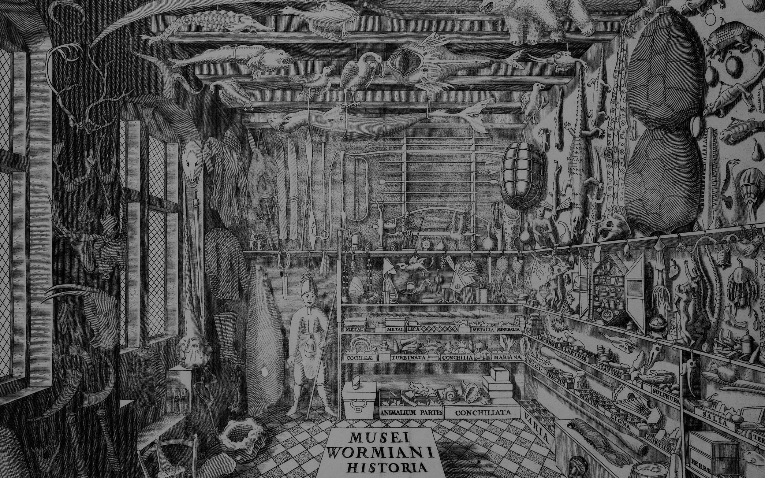 Ilustração detalhada de uma coleção de fósseis, ossos e objetos históricos em um museu, com etiquetas e nomes científicos em latim.