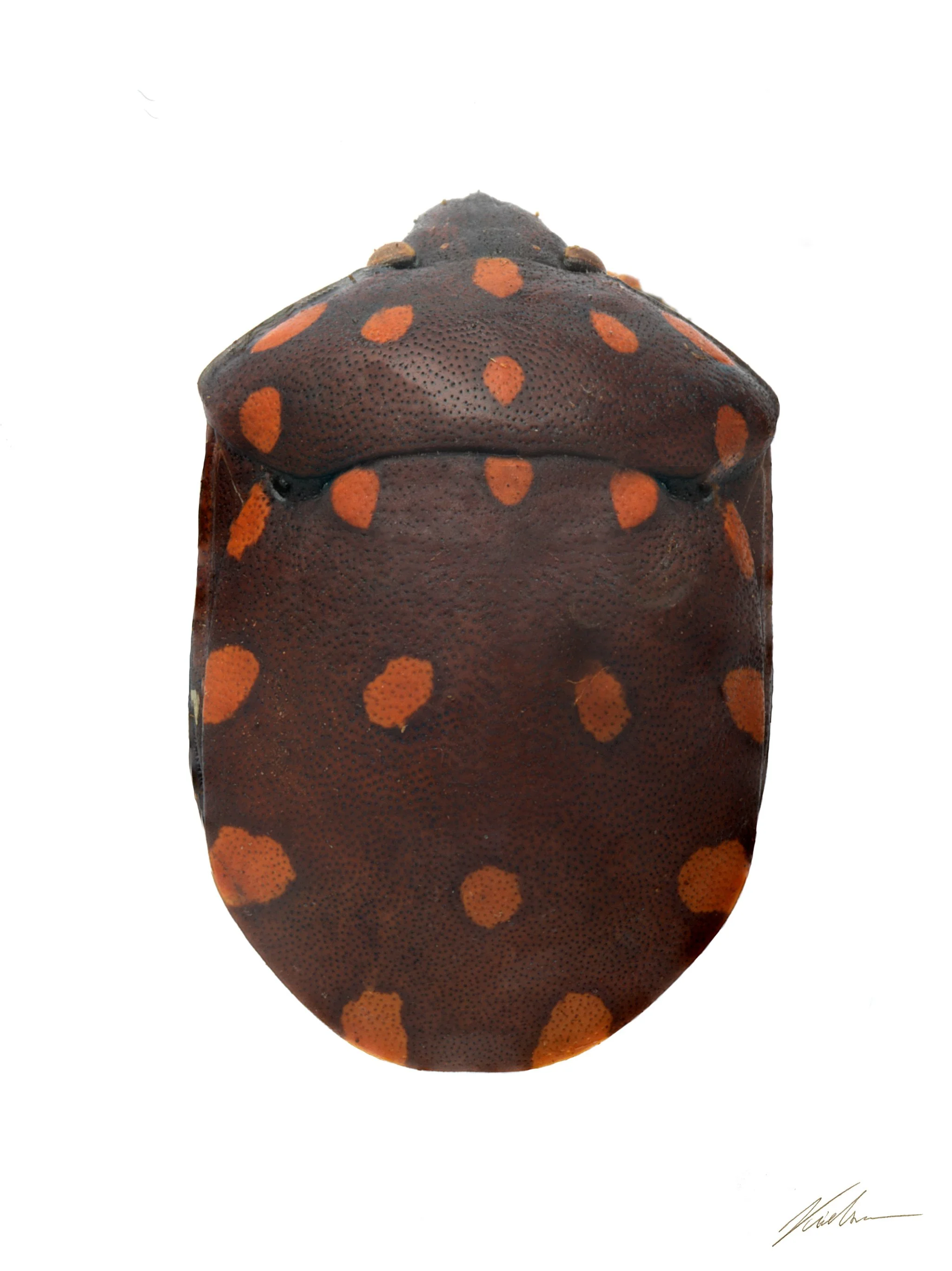 Pachycoris torridus