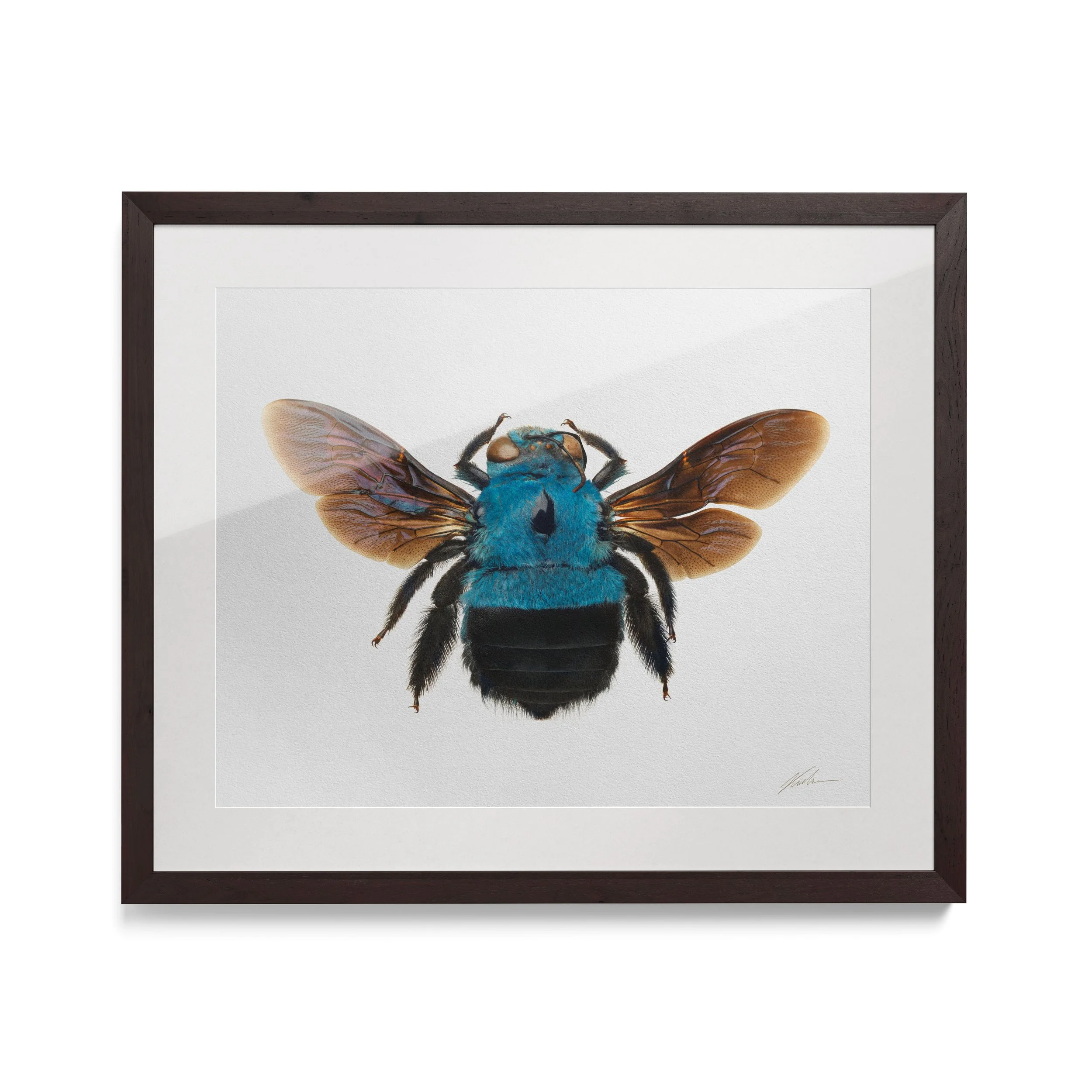  Xylocopa caerulea | Paris, França, 2023