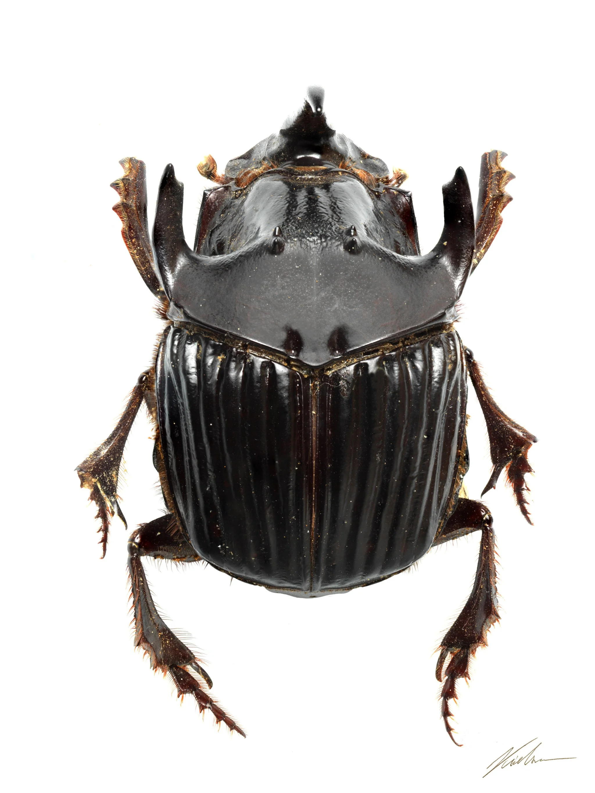 Sulcophanaeus faunus