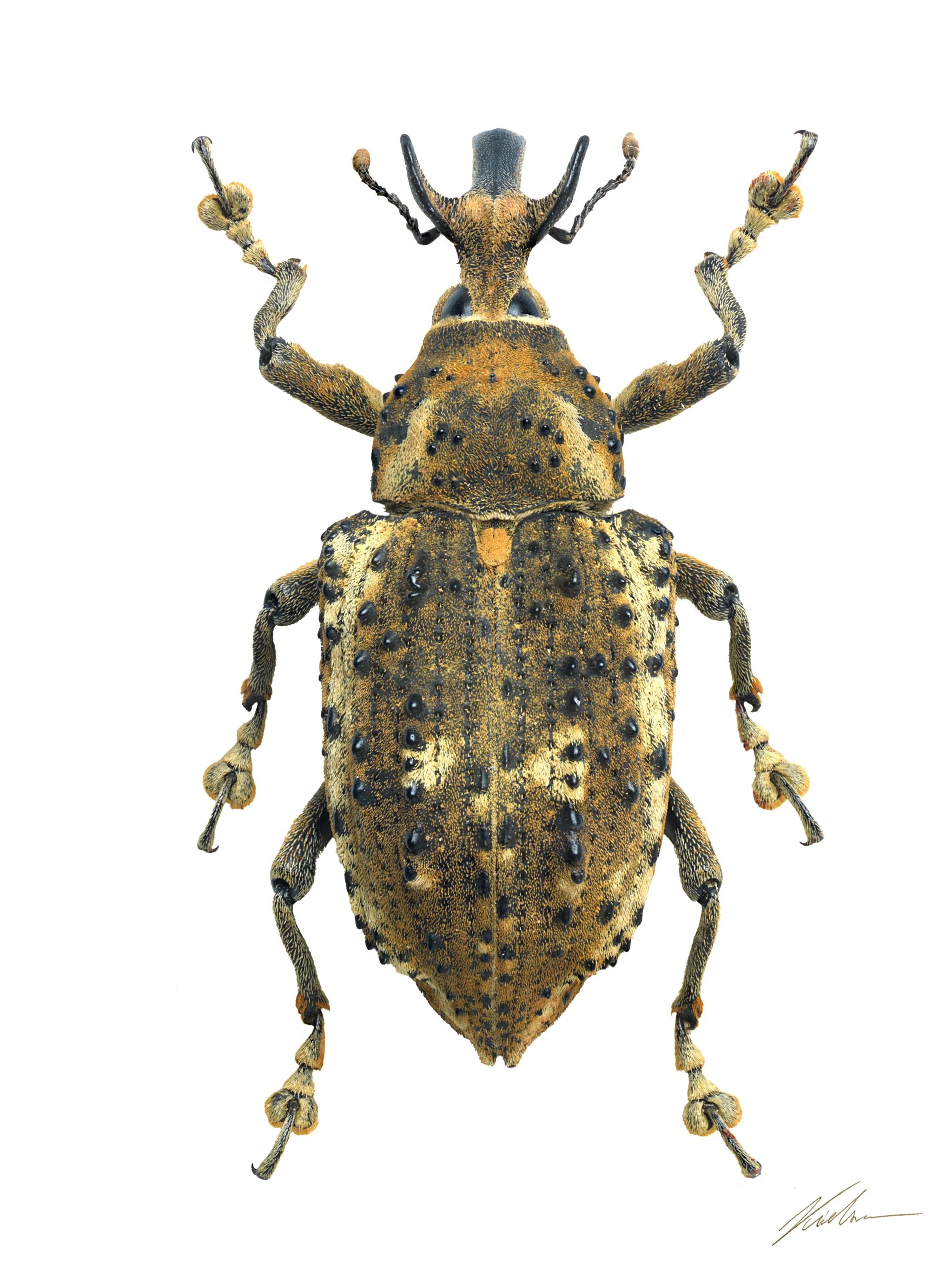 Cratosomus cornutus