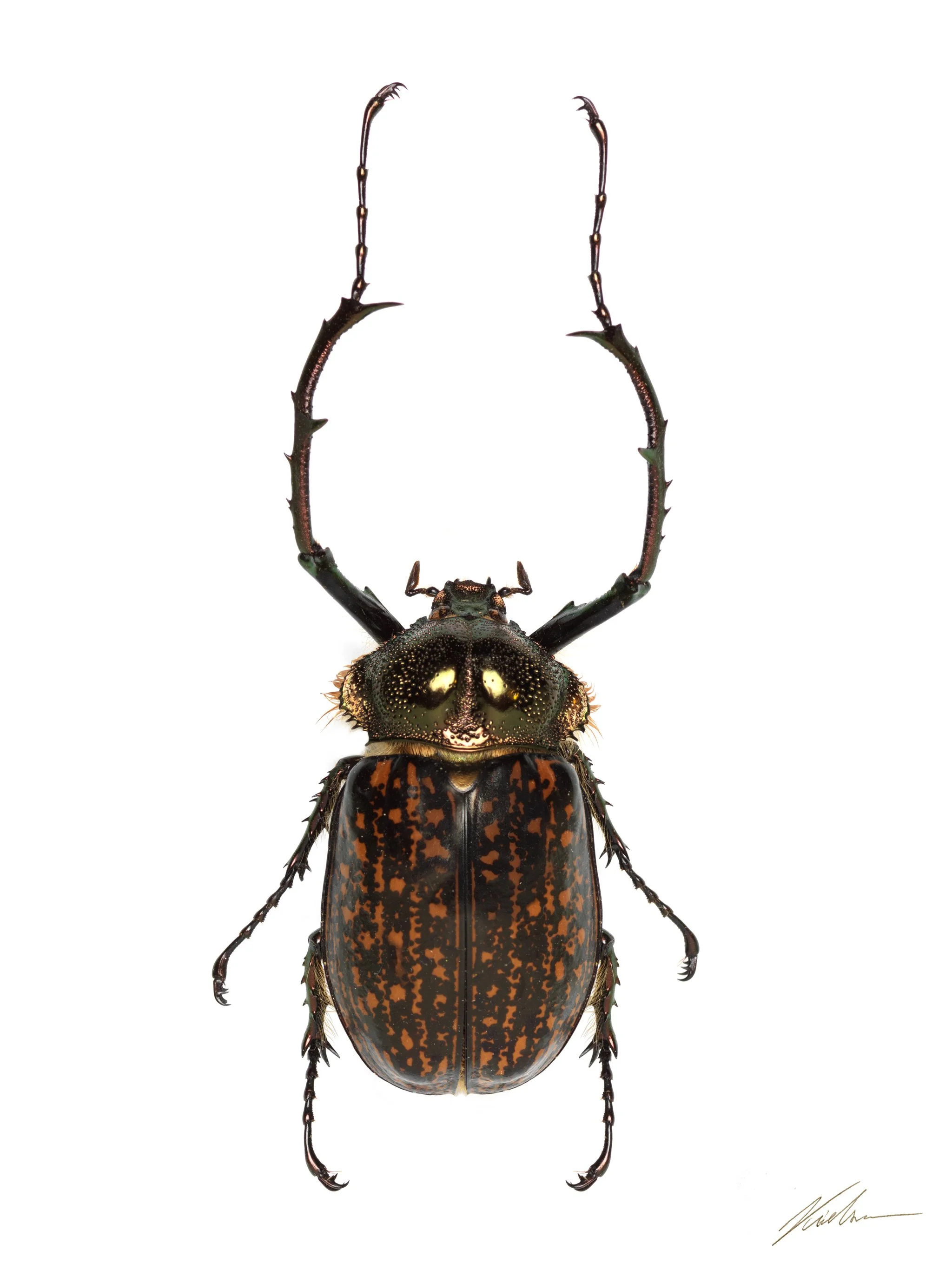 Cheirotonus Gestroi