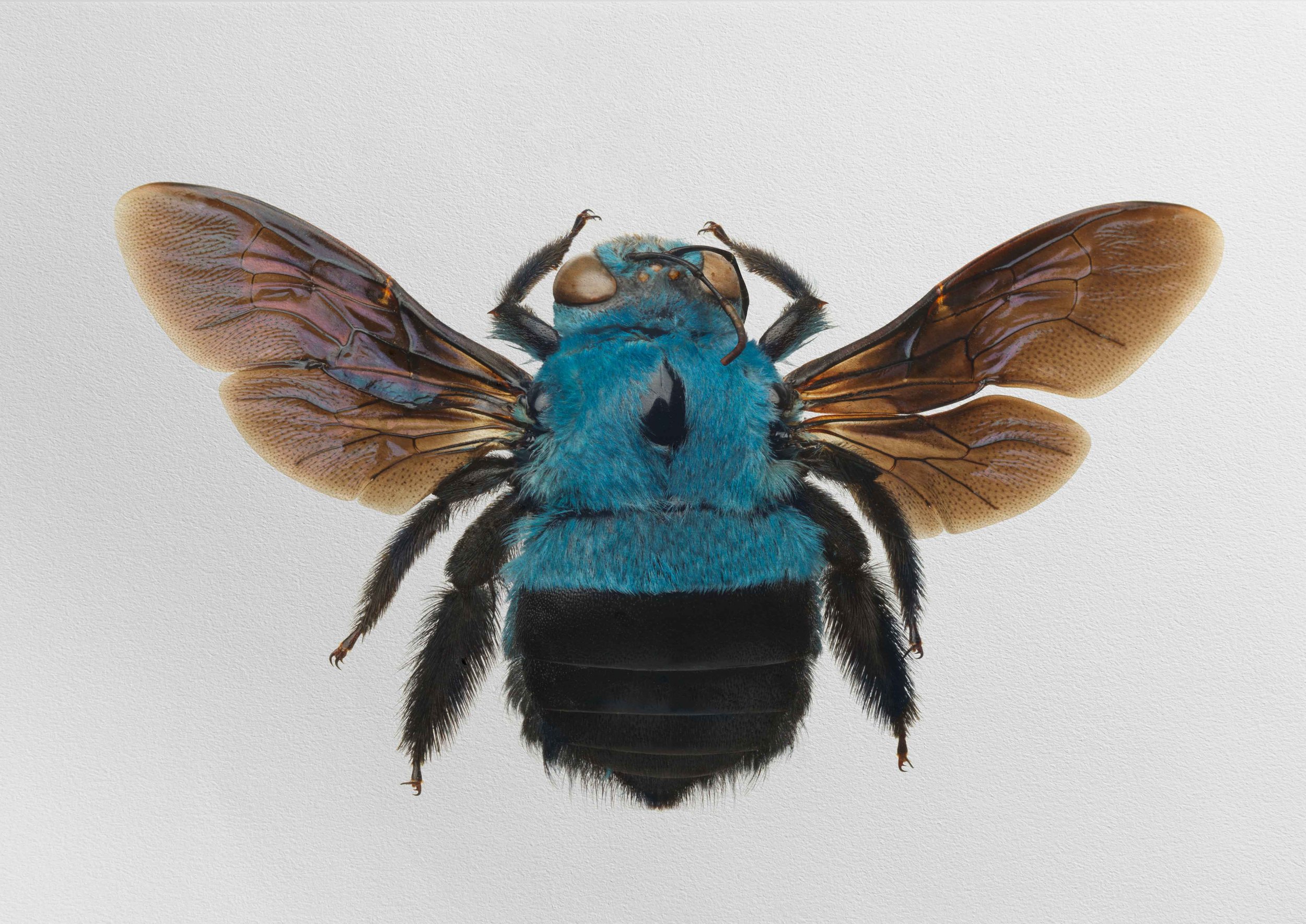 Xylocopa caerulea