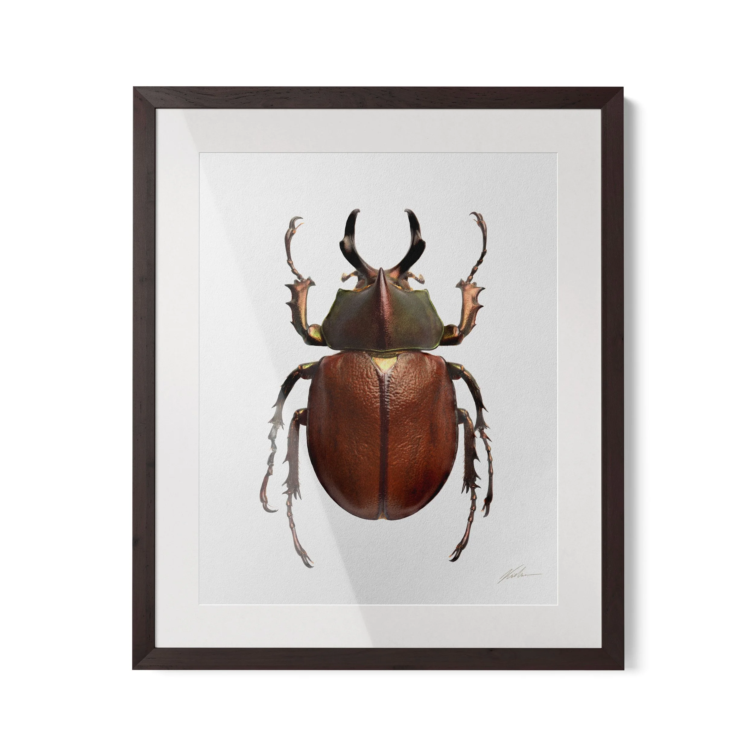 Agaocephala margaridae | Rio de Janeiro, Brasil 2022