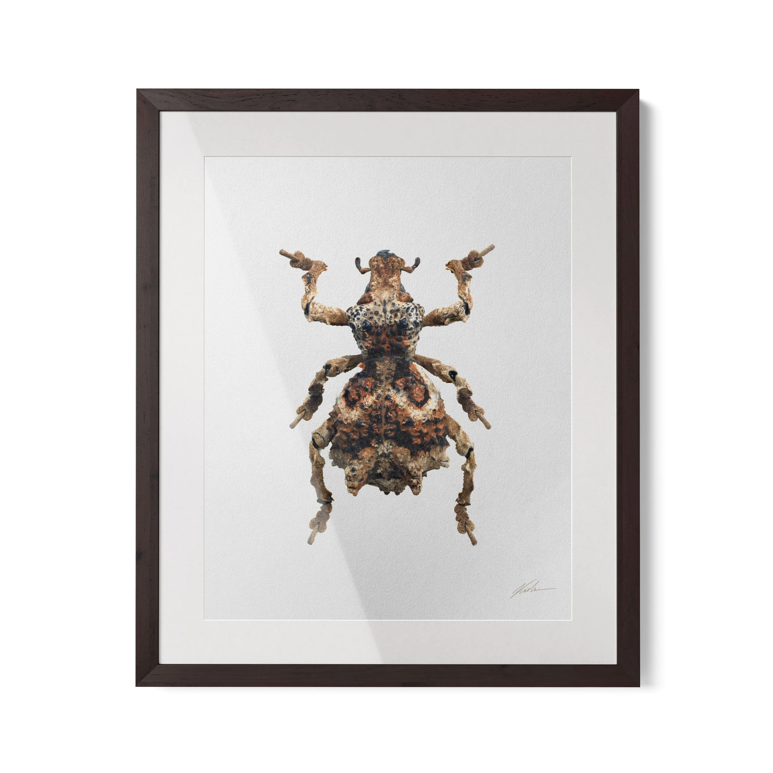 Dinomorphus_pimelioides_framed.jpg