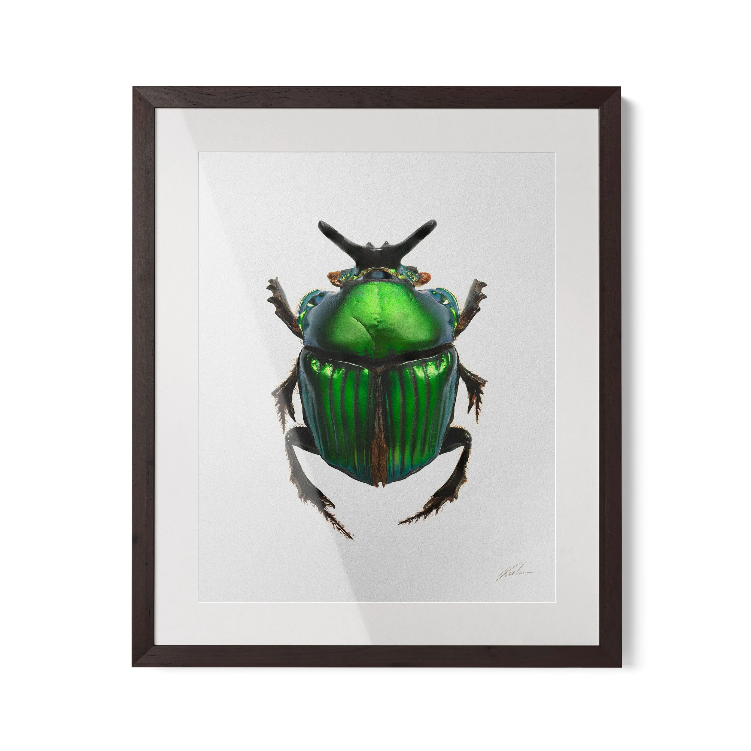 Diabroctis mirabillis | Rio de Janeiro, Brasil, 2024