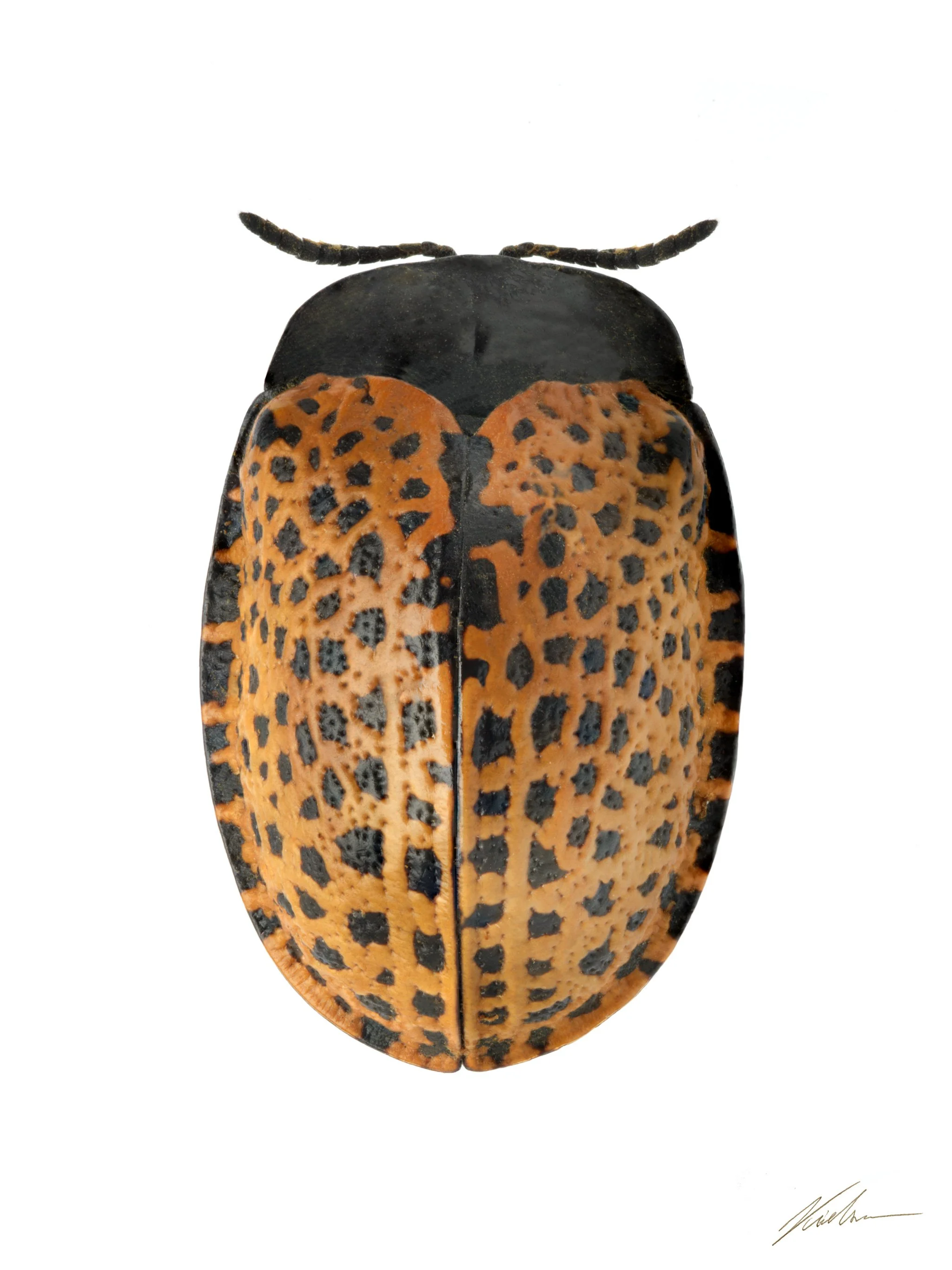 Herissa pantherina