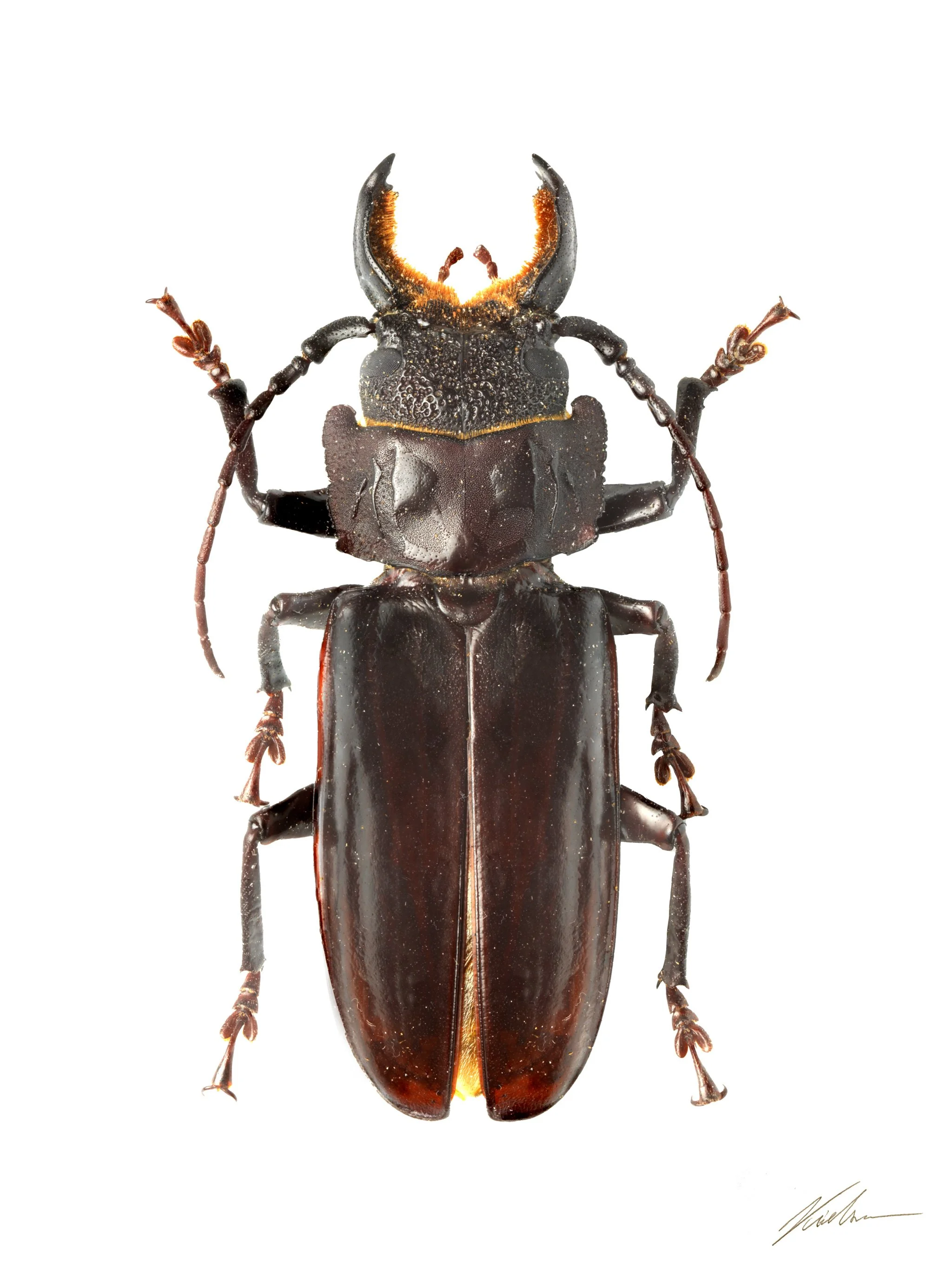 Mallodon spinibarbis