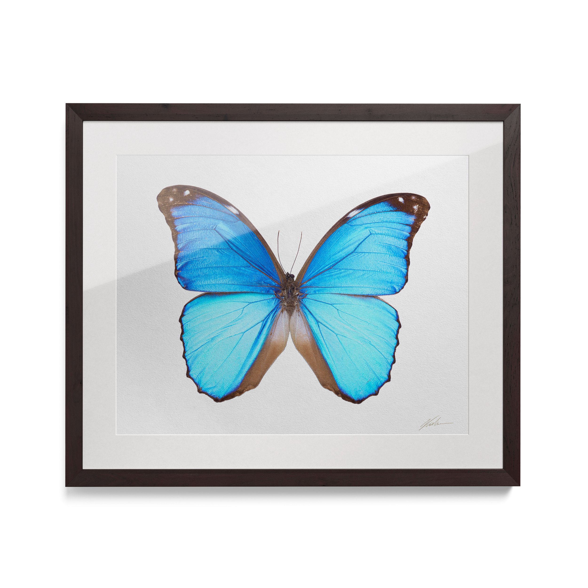 Morpho_Aurora_Aurela_framed.jpg